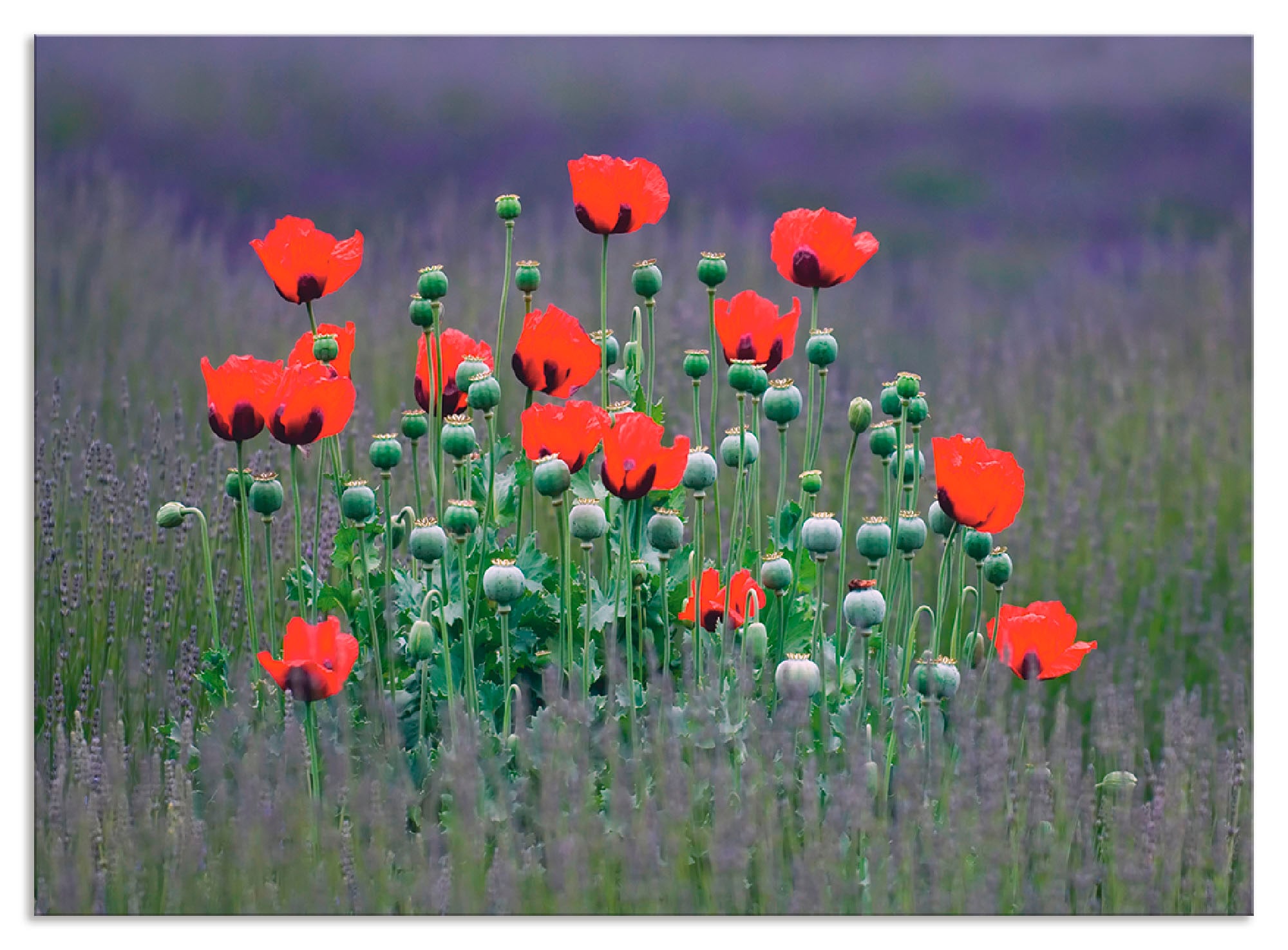 Artland Küchenrückwand "Lavendelfarm in Sequim - Mohnblumen", (1 tlg.), Alu günstig online kaufen