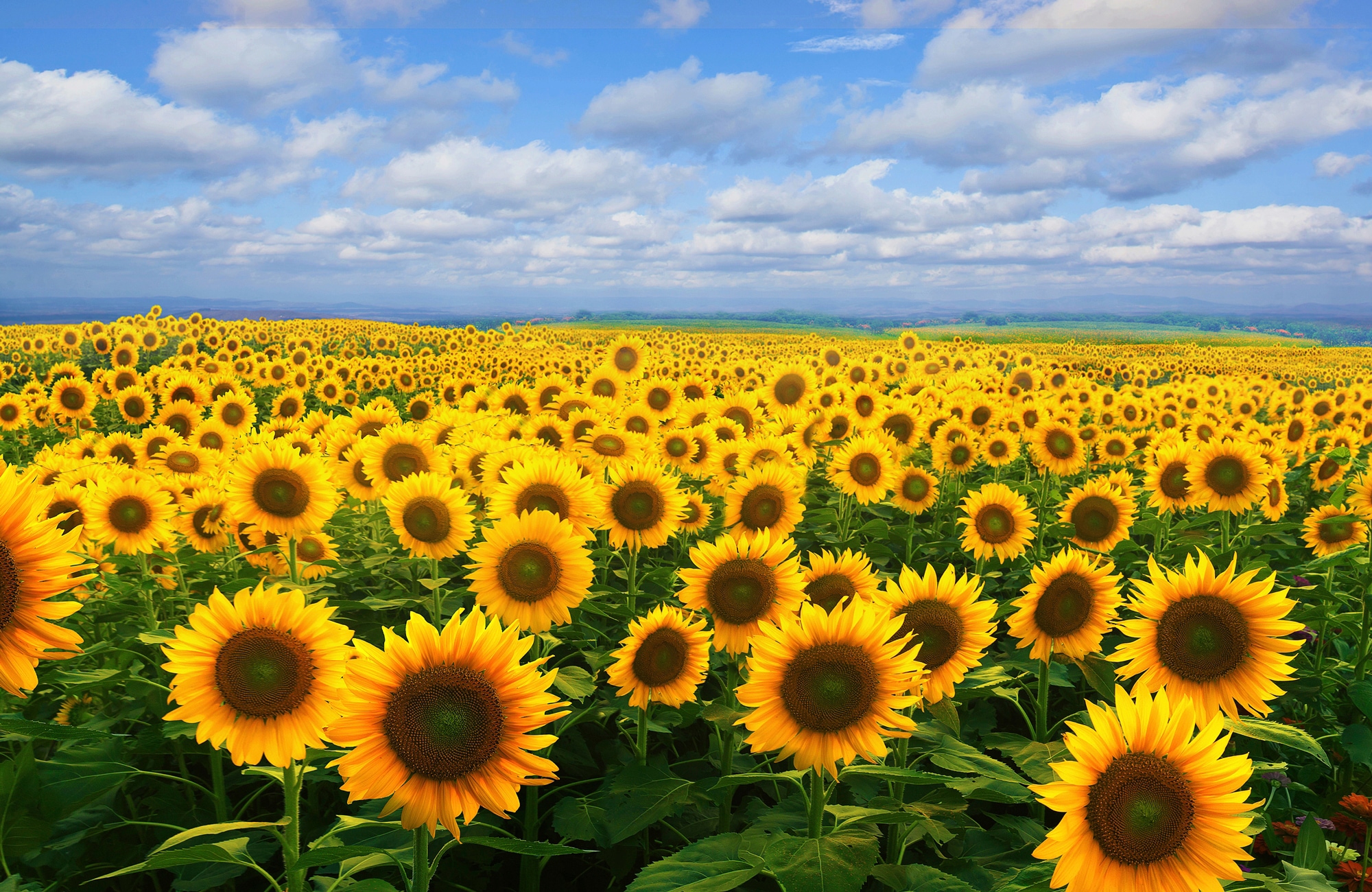 Papermoon Fototapete »SONNENBLUMEN-BLUMEN FELD PFLANZE DEKOR NATUR MUSTER« günstig online kaufen