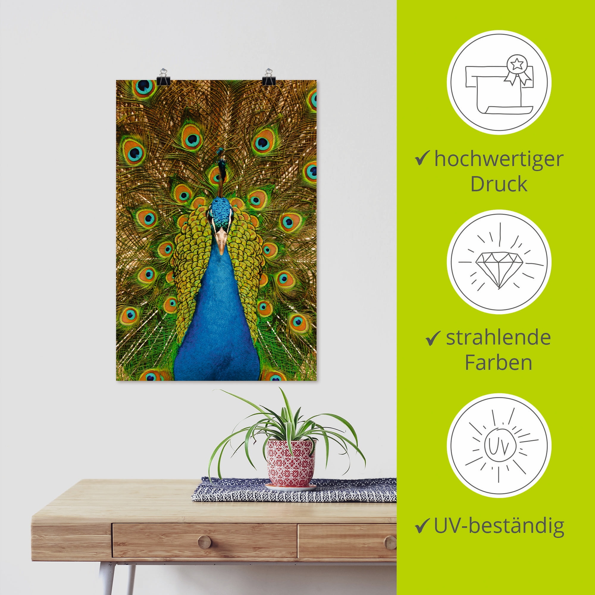Artland Poster »Stolzer Pfau«, Vögel, (1 St.), als Alubild, Leinwandbild, Wandaufkleber oder Poster in versch. Größen
