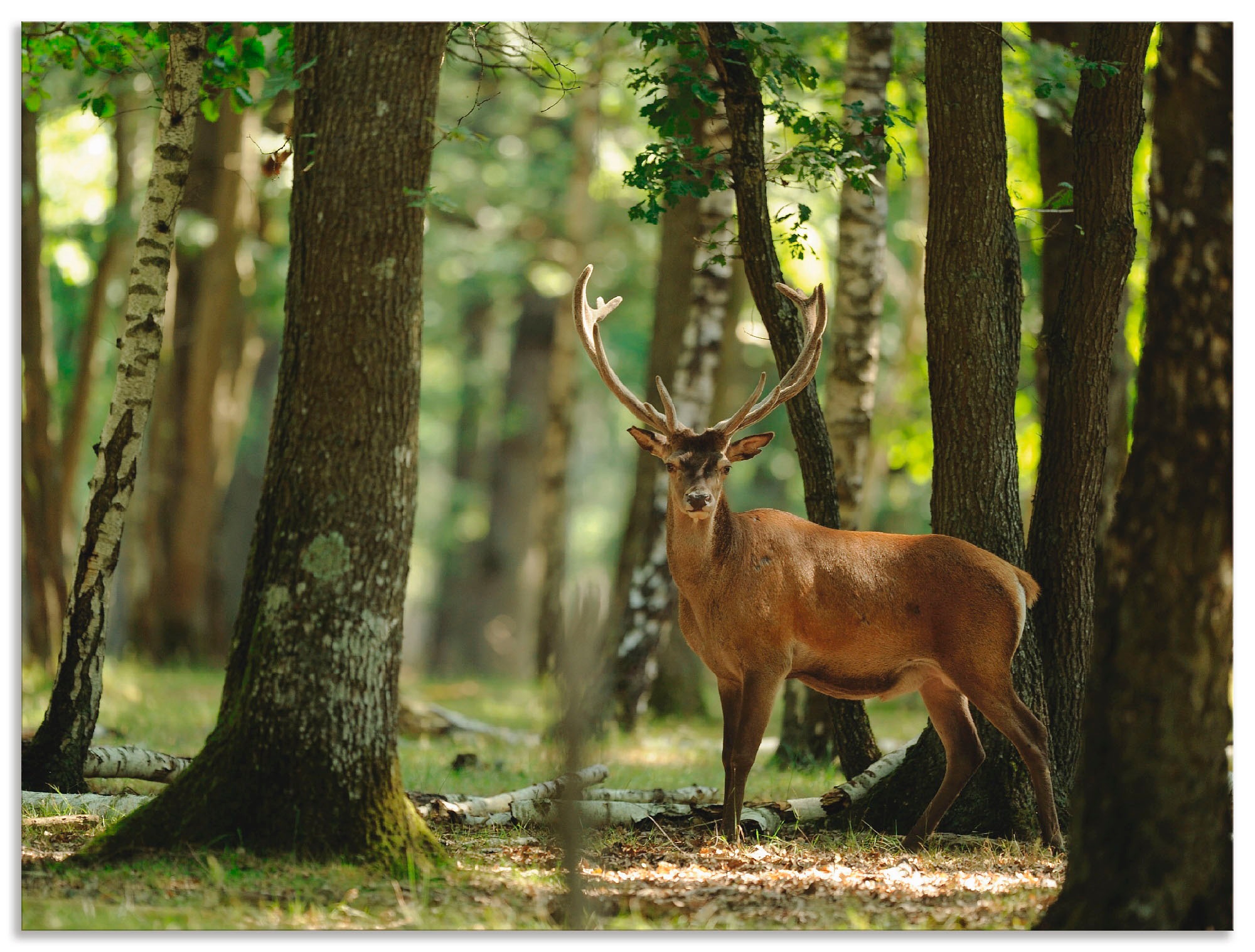 Artland Wandbild »Hirsch 4 - Wald«, Wildtiere, (1 St.), als Alubild, Leinwandbild, Wandaufkleber oder Poster in versch. Größen