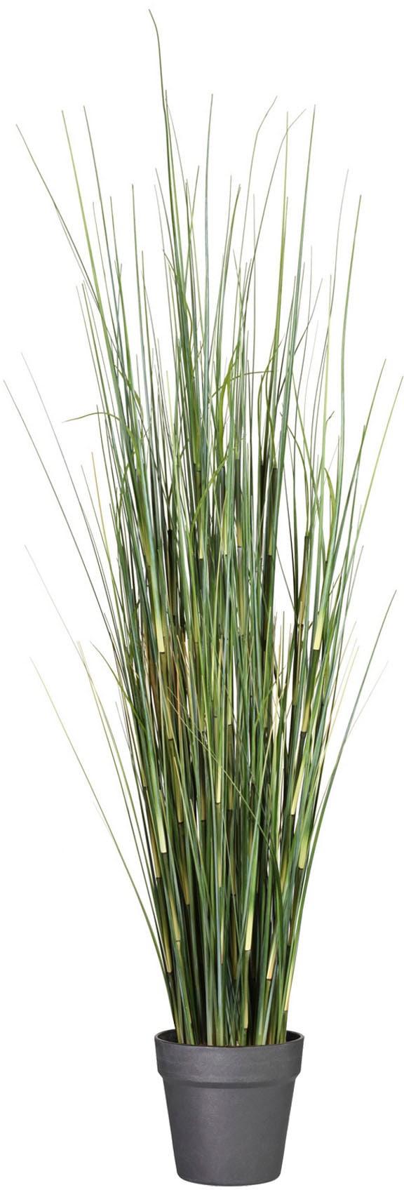 Creativ green Kunstgras »Equisetumgras« im Kunststofftopf günstig online kaufen