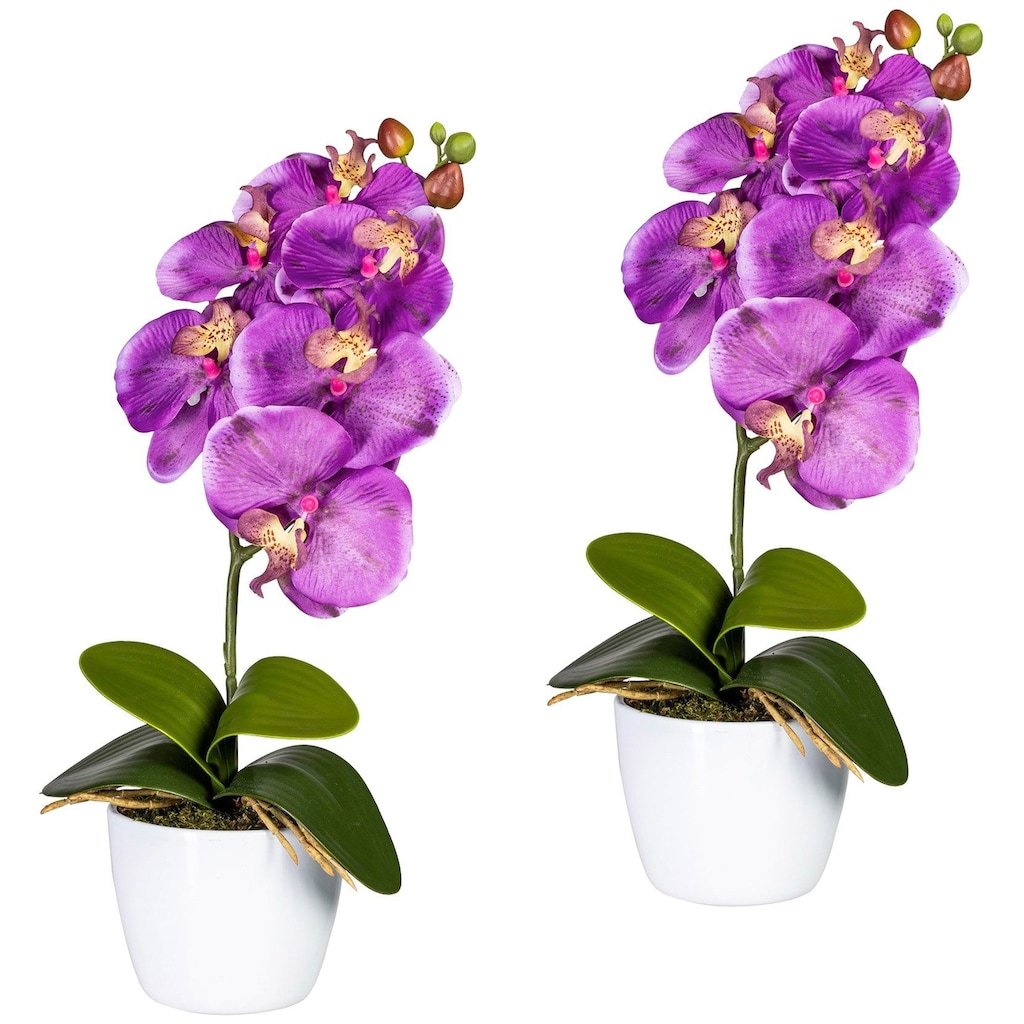 Creativ green Kunstpflanze »Orchidee Phalaenopsis«