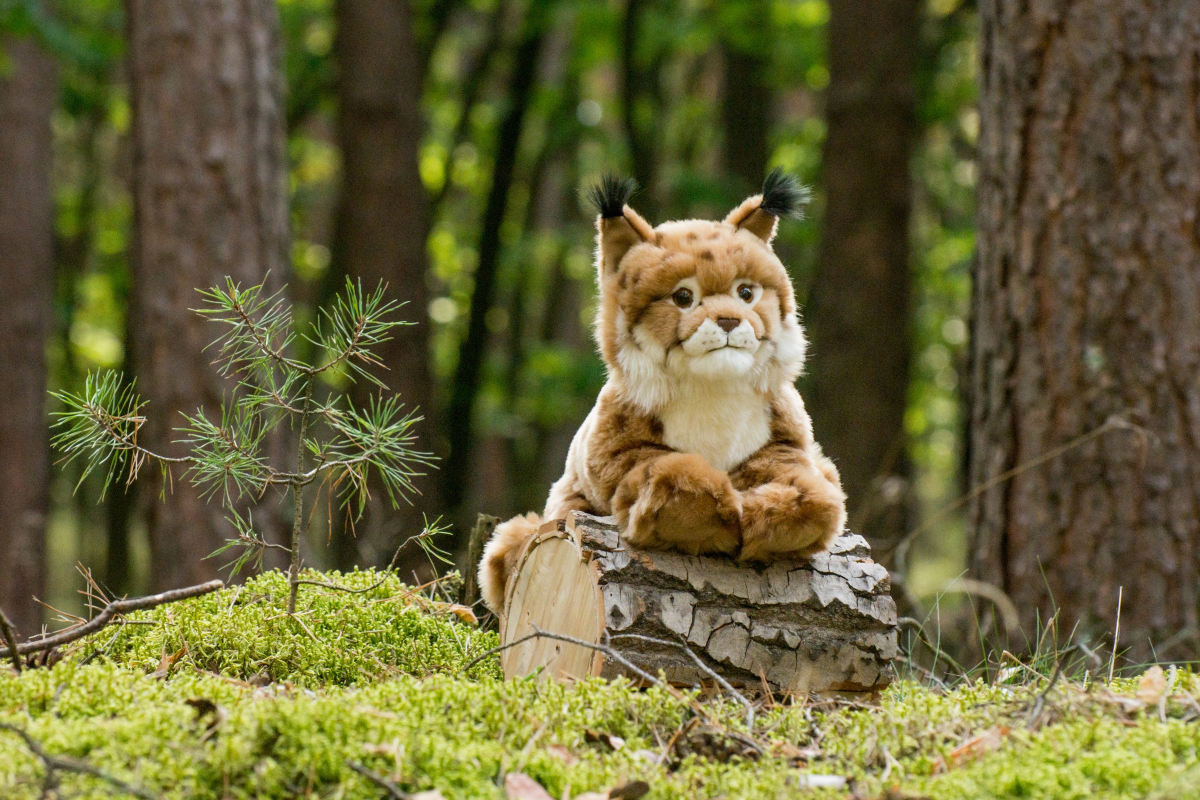 Teddy Hermann® Kuscheltier »Luchs liegend, 45 cm«, zum Teil aus recyceltem Material