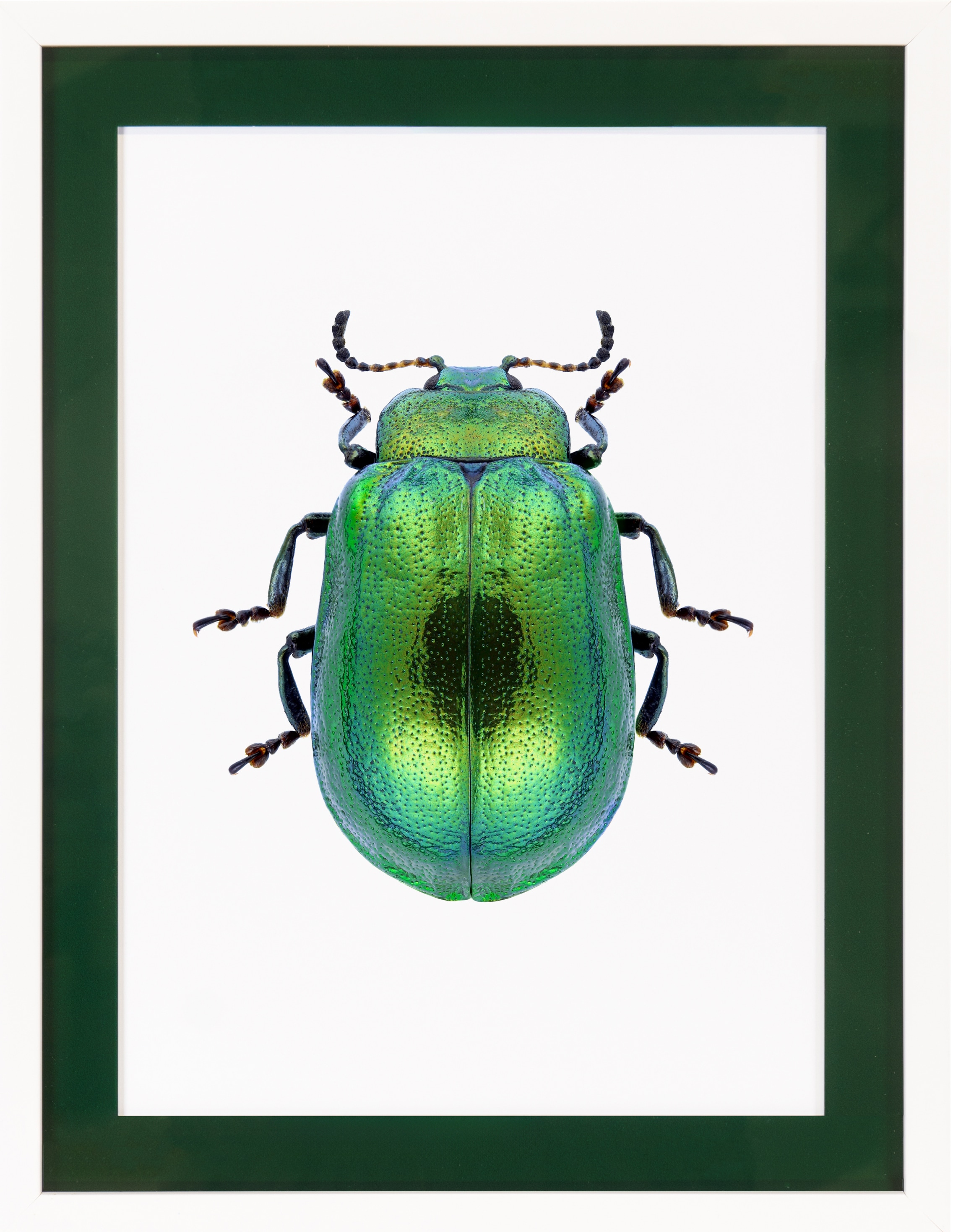 queence Bild mit Rahmen »Käfer, glitzer, goldfarben«, Insekten, (1 St.), Poster mit buntem Acrylglas Passepartout