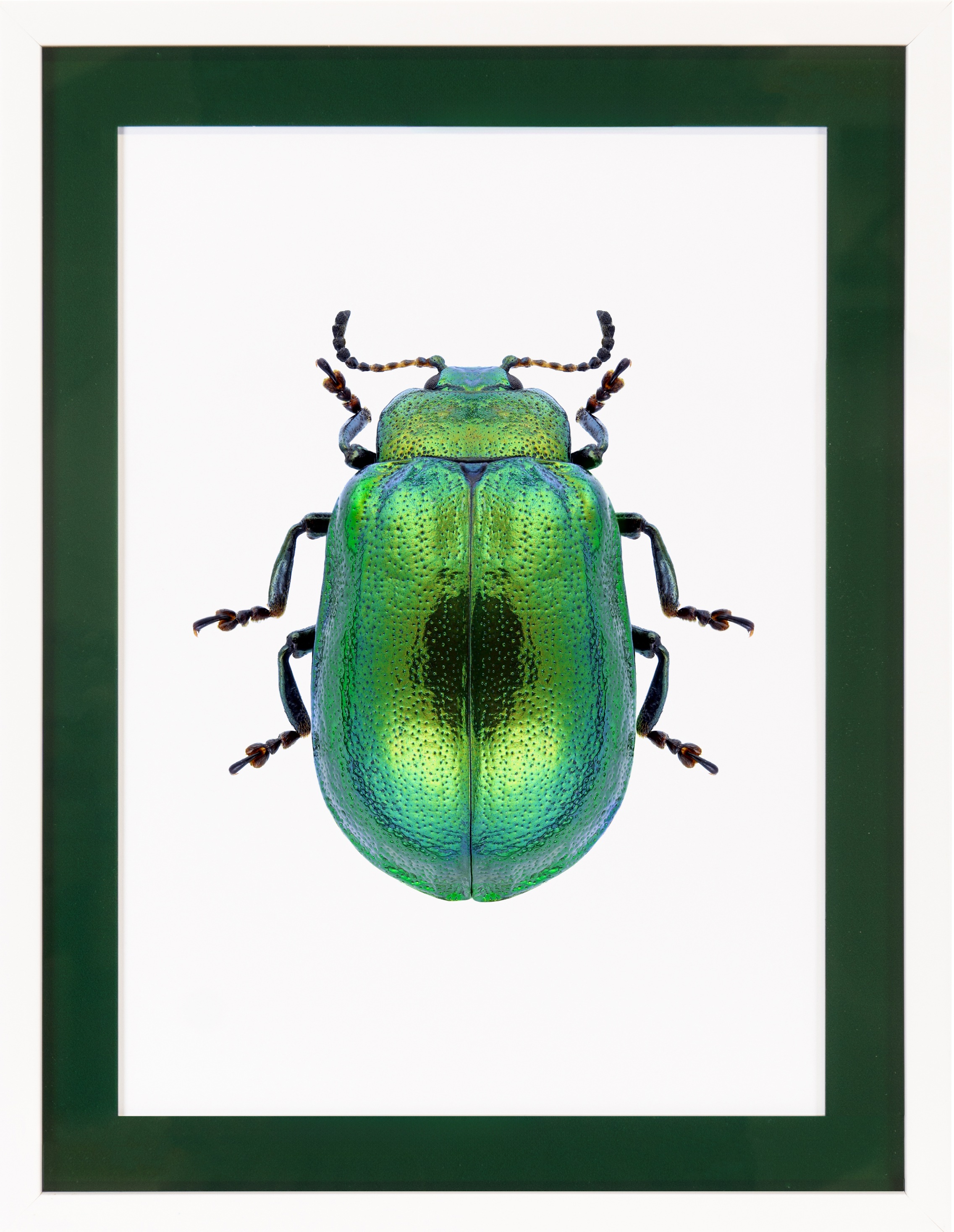 queence Bild mit Rahmen »Käfer, glitzer, goldfarben« Insekten 1 Stk. tlg. P günstig online kaufen