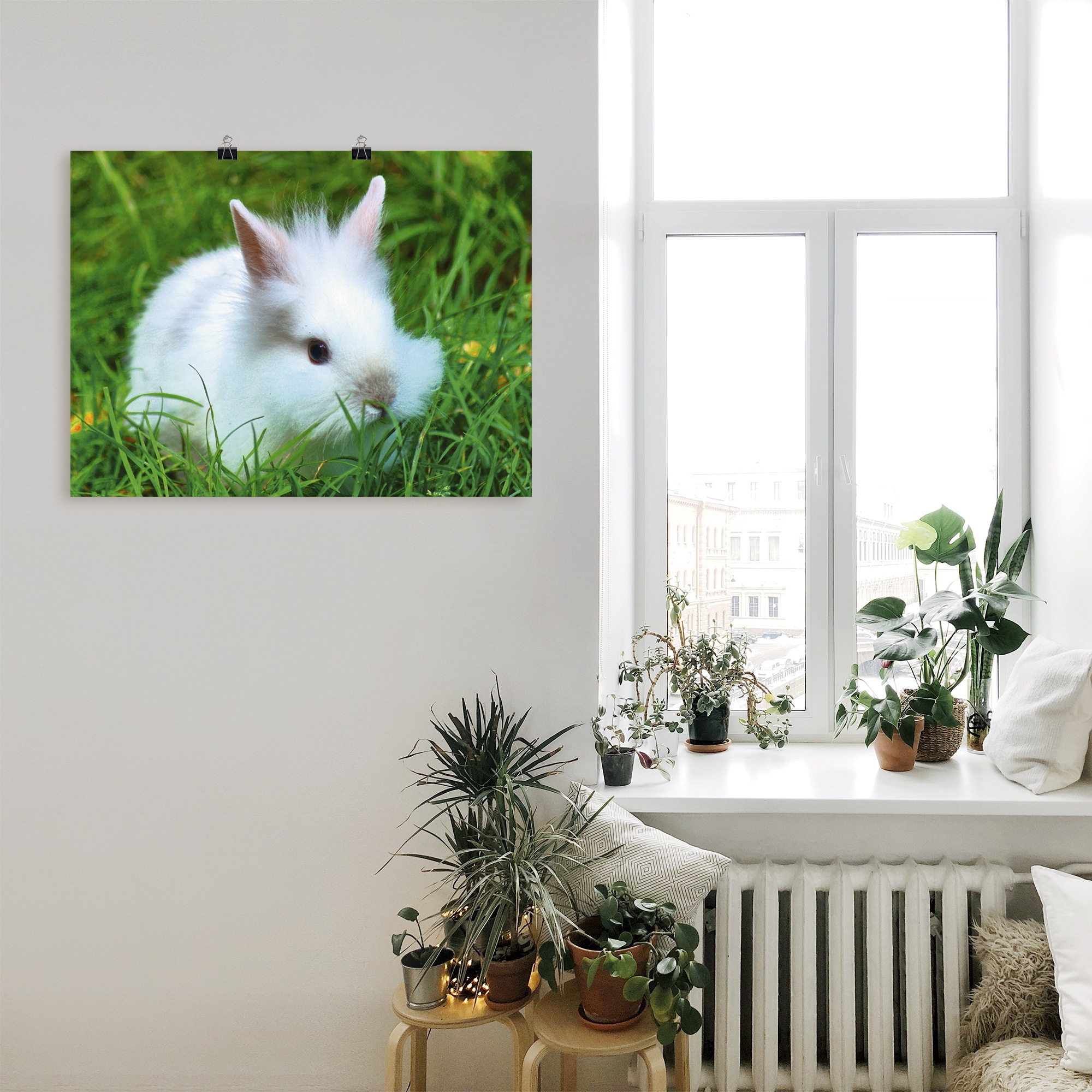 Artland Wandbild »Weißes Zwergkaninchen Baby«, Wildtiere, (1 St.), als Post günstig online kaufen