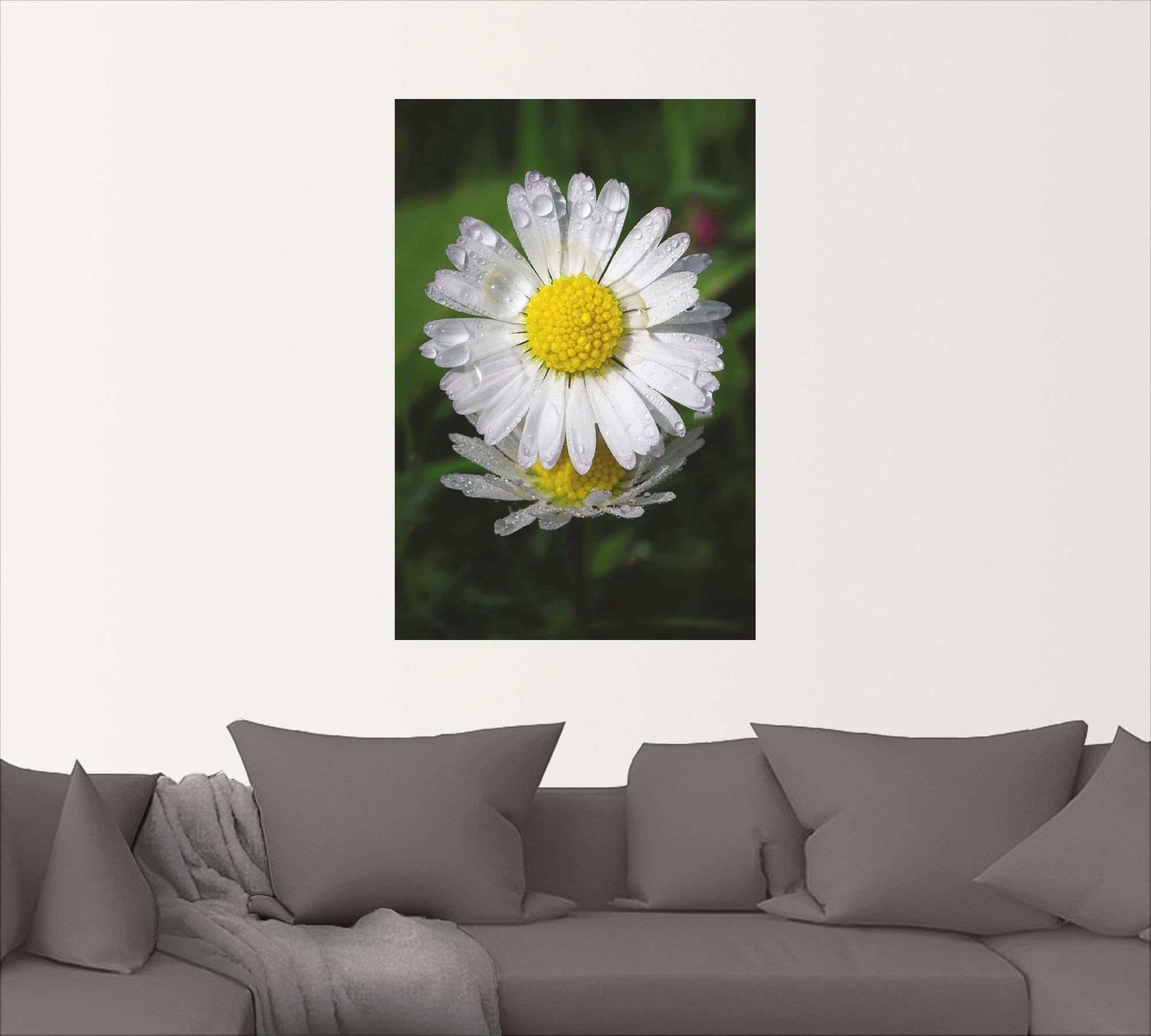 Artland Wandfolie »Gänseblümchen mit Tropfen«, Blumen, (1 St.), selbstklebend