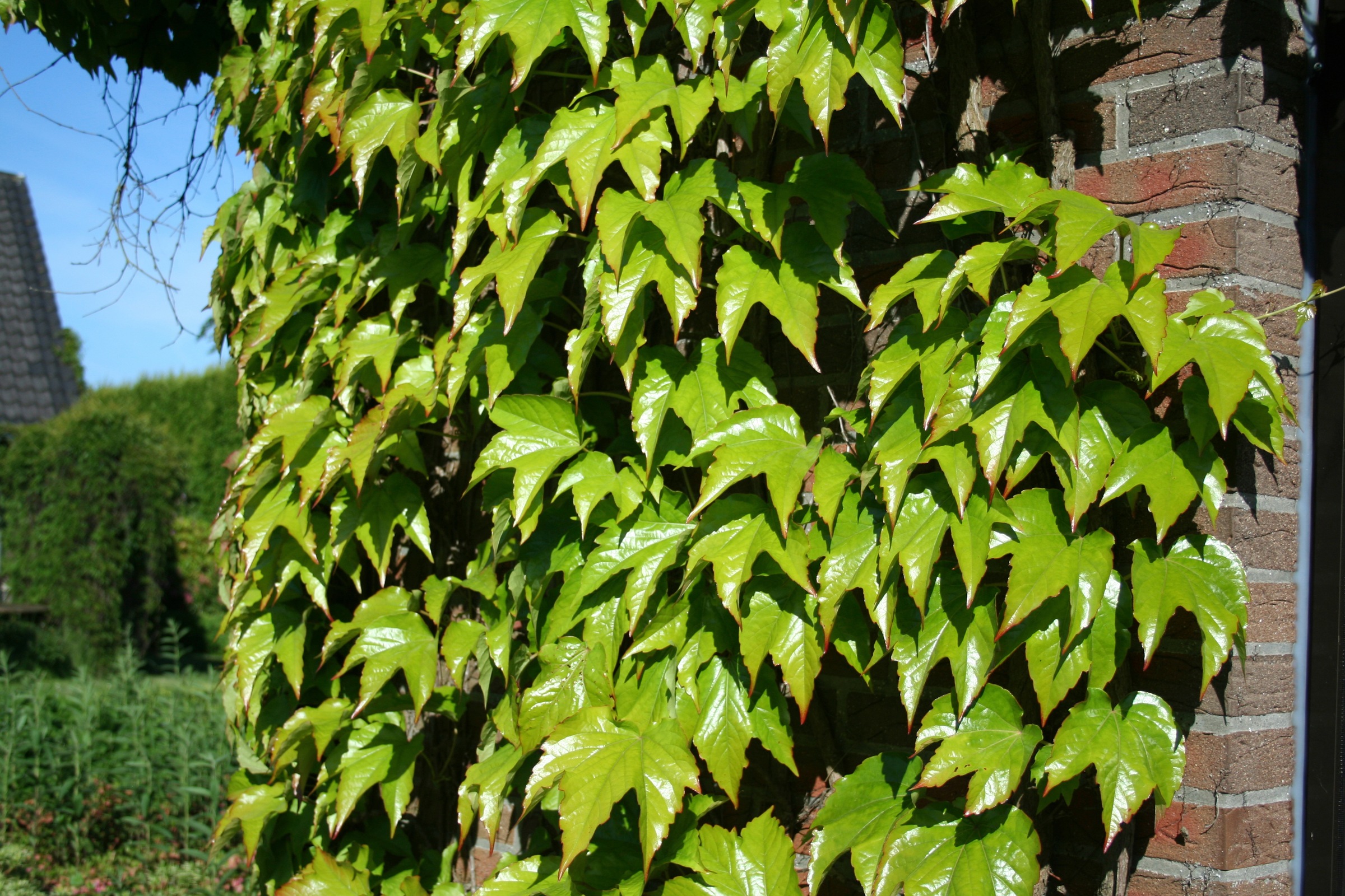 BCM Kletterpflanze »Wilder Wein 'Veitchi'«, (1 St.), Höhe: 40-60 cm, 1 Pflanze kaufen