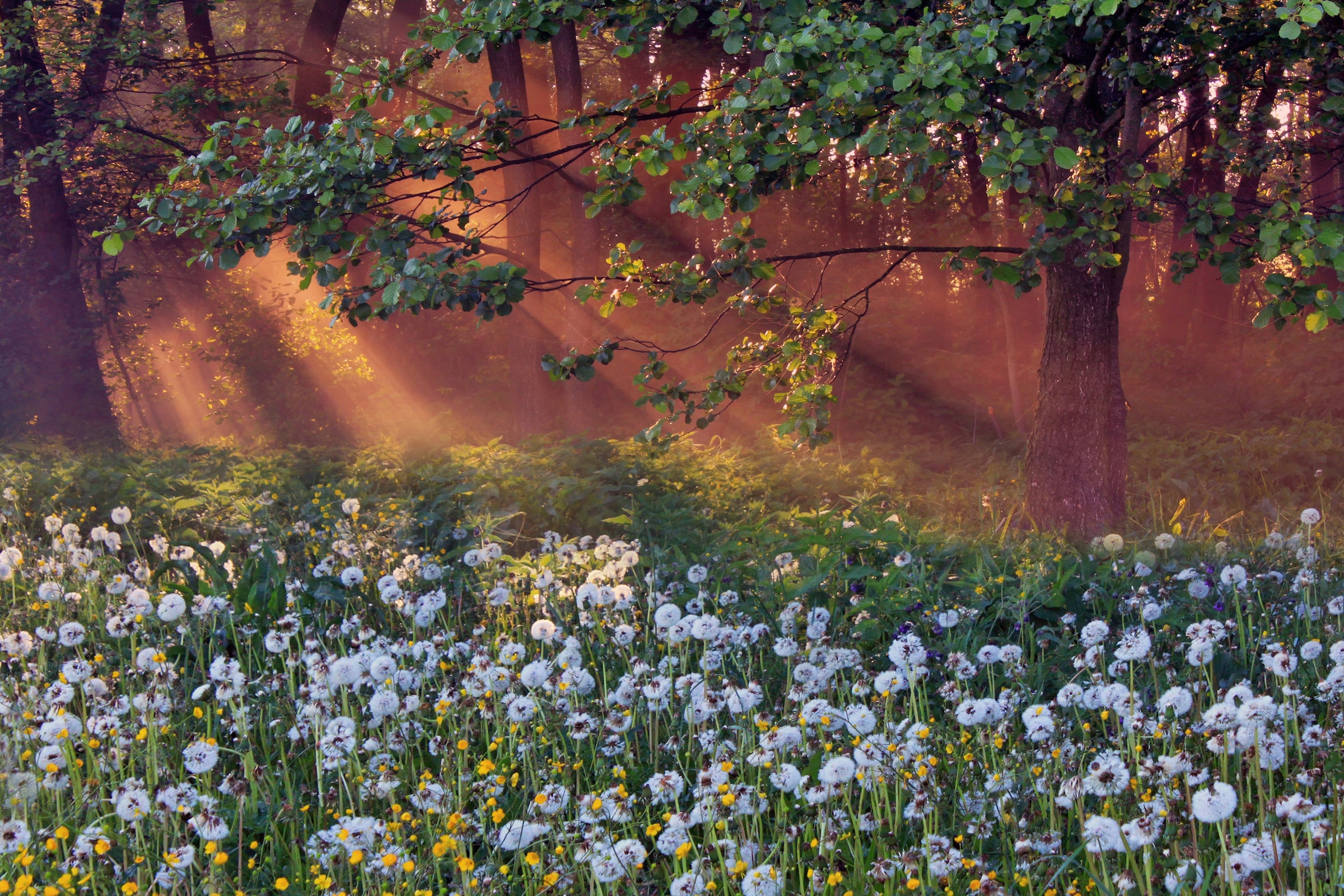 Papermoon Fototapete »LÖWENZAHN-FELD WIESE PUSTEBLUME KRAUT BLUME WALD NEBE günstig online kaufen