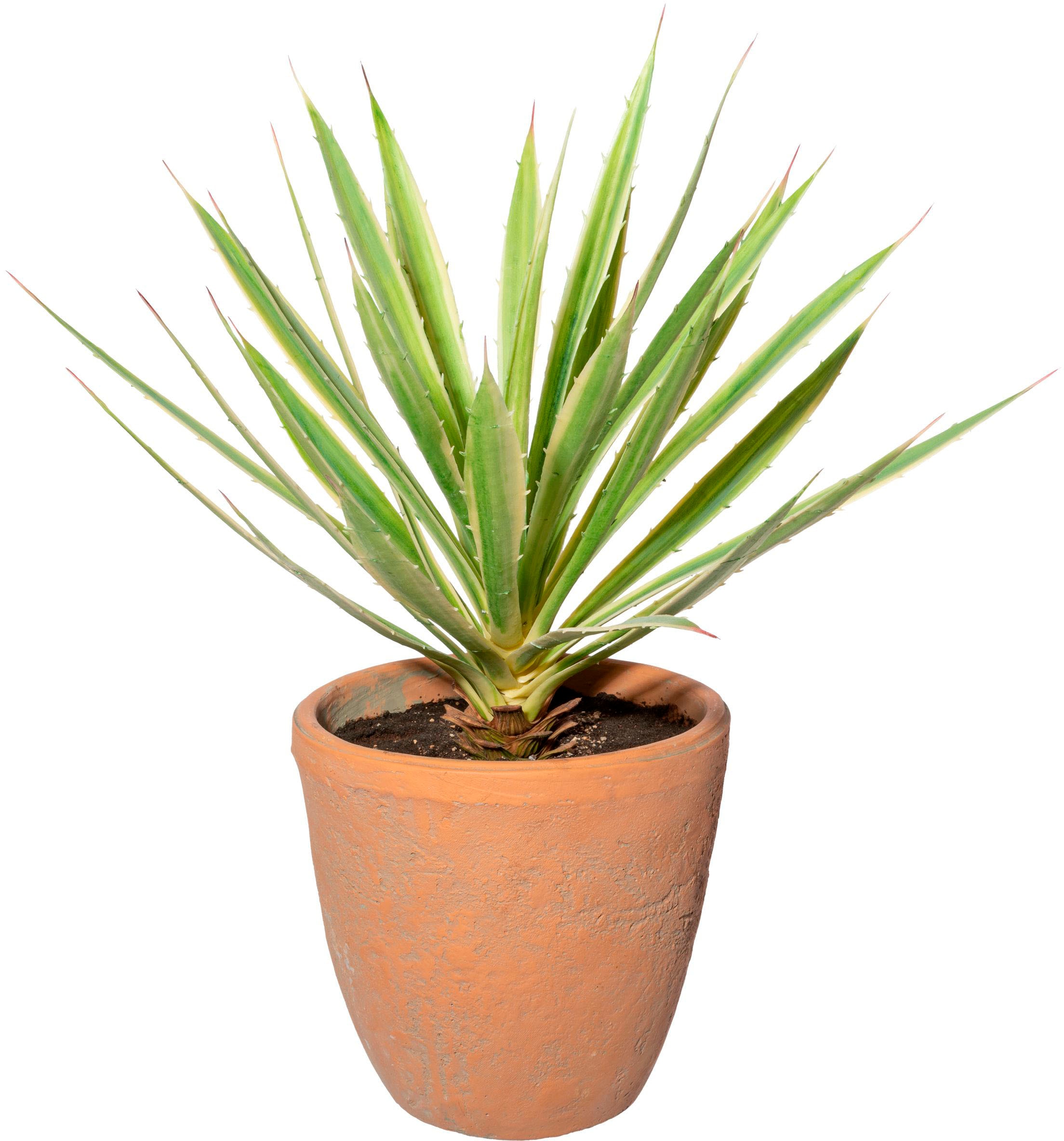 Creativ green Künstliche Zimmerpflanze »Yucca im Terracottatopf«