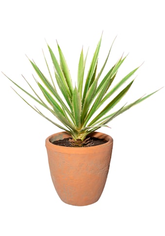 Creativ green Künstliche Zimmerpflanze »Yucca im Terracottatopf«, (1 St.) kaufen