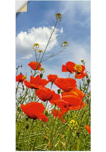 Wandbild »Mohnblumen im Panorama«, Blumenbilder, (1 St.)