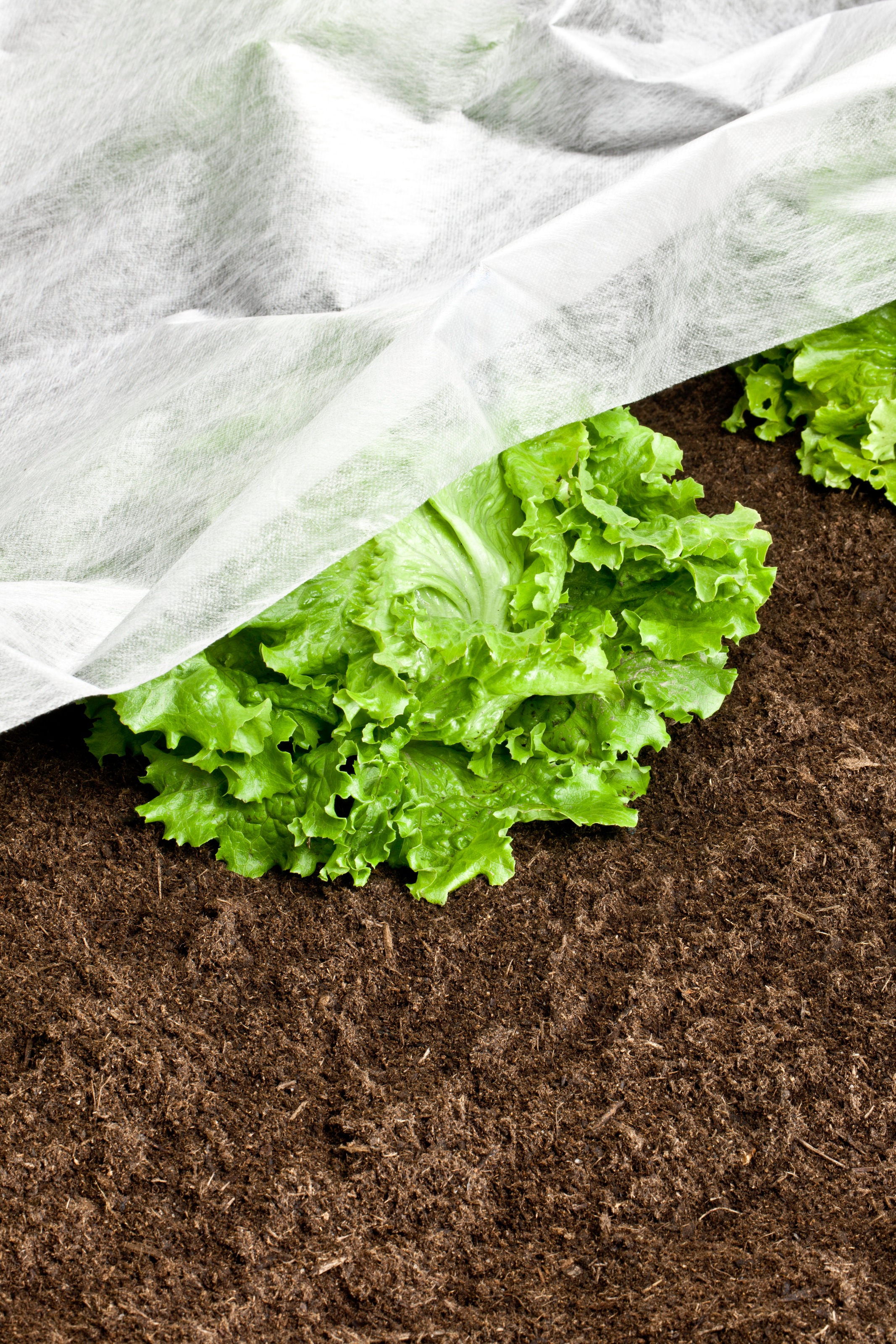 Windhager Gartenvlies »Standard für gesundes Wachstum, Gartenfolie« 1 Stk. tlg. Abdeckvlies erhältlich in 5 x 1,5 m oder 10 x 1,5 m, 17 g/m², weiß