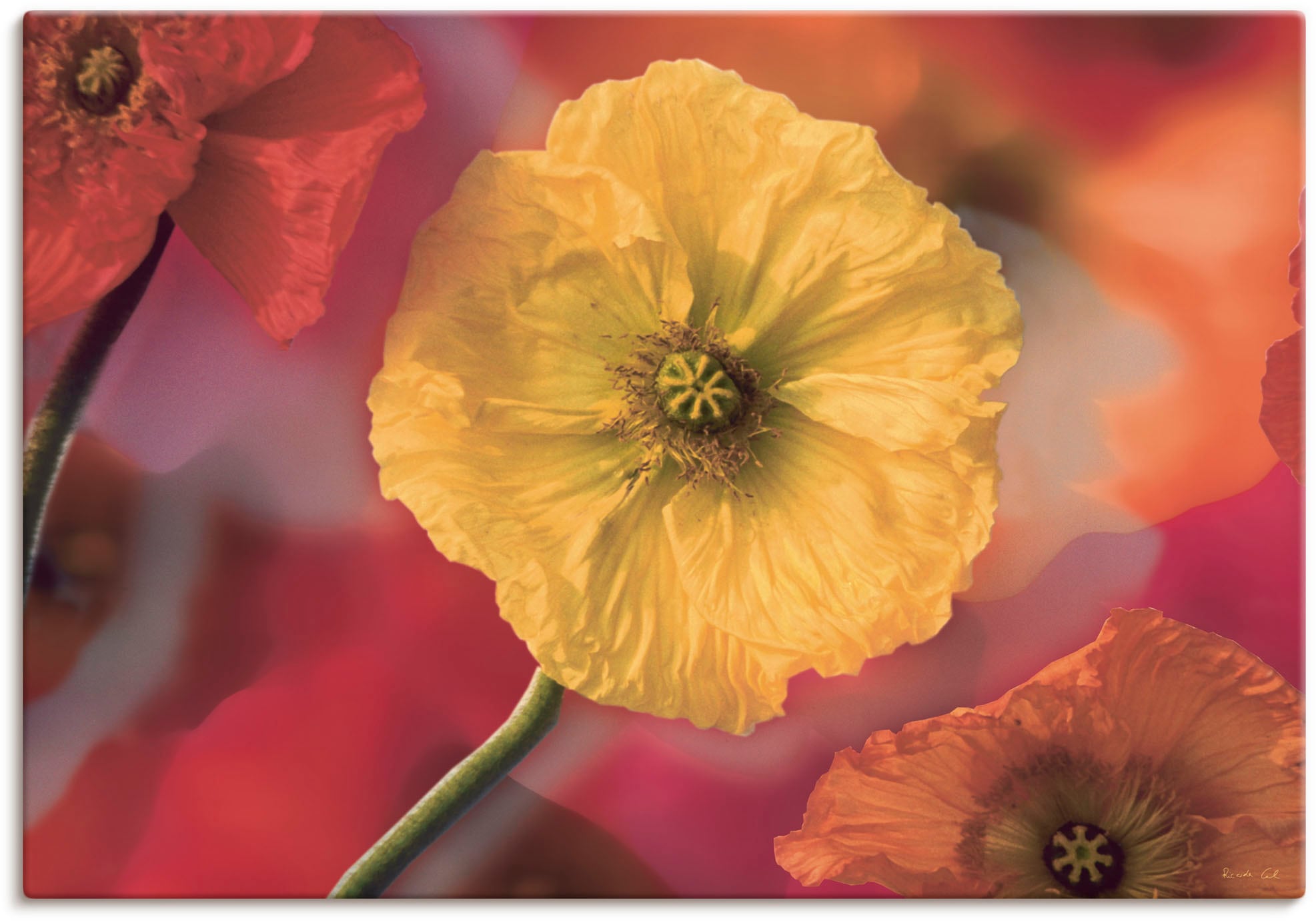 Artland Wandbild »Fotokollage Mohnblumen«, Blumenbilder, in versch. auf oder St.), Leinwandbild, (1 Rechnung als Wandaufkleber bestellen Größen Poster