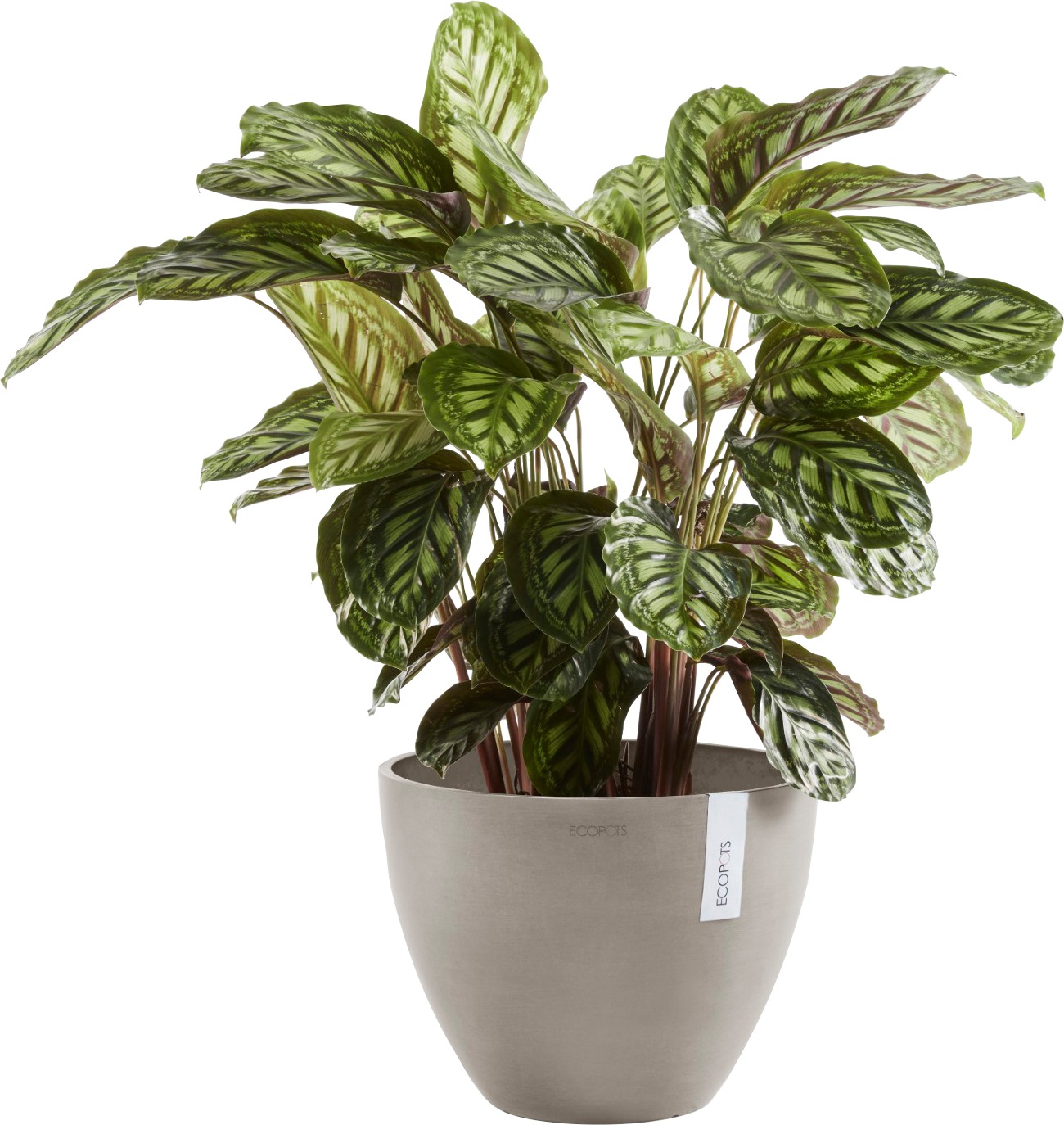 ECOPOTS Blumentopf »ANTWERP Taupe«, BxTxH: 40x40x30 cm