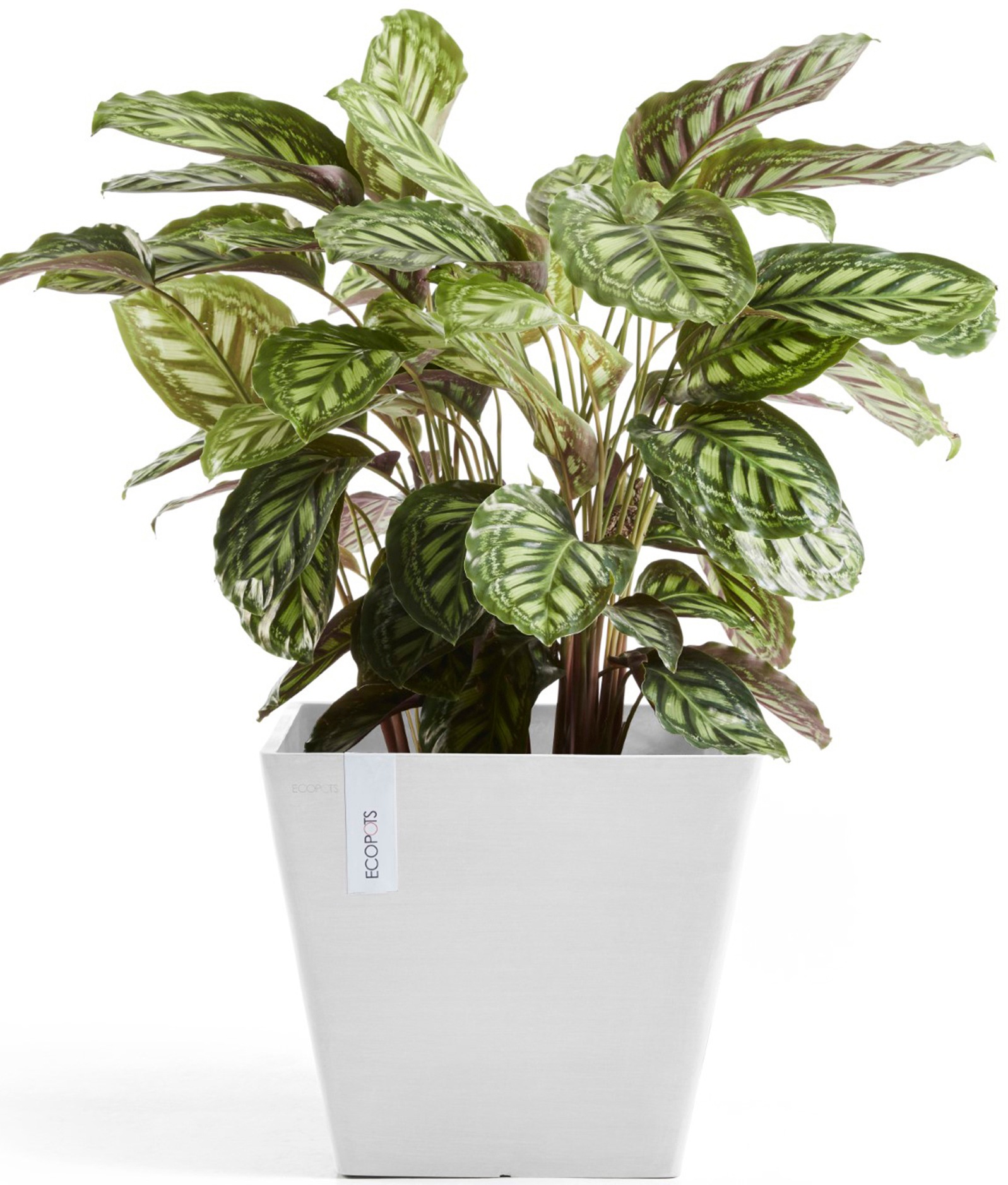 ECOPOTS Blumentopf »Rotterdam 30 Weiß«, für innen und außen: frostsicher, bruchsicher und lichtbeständig