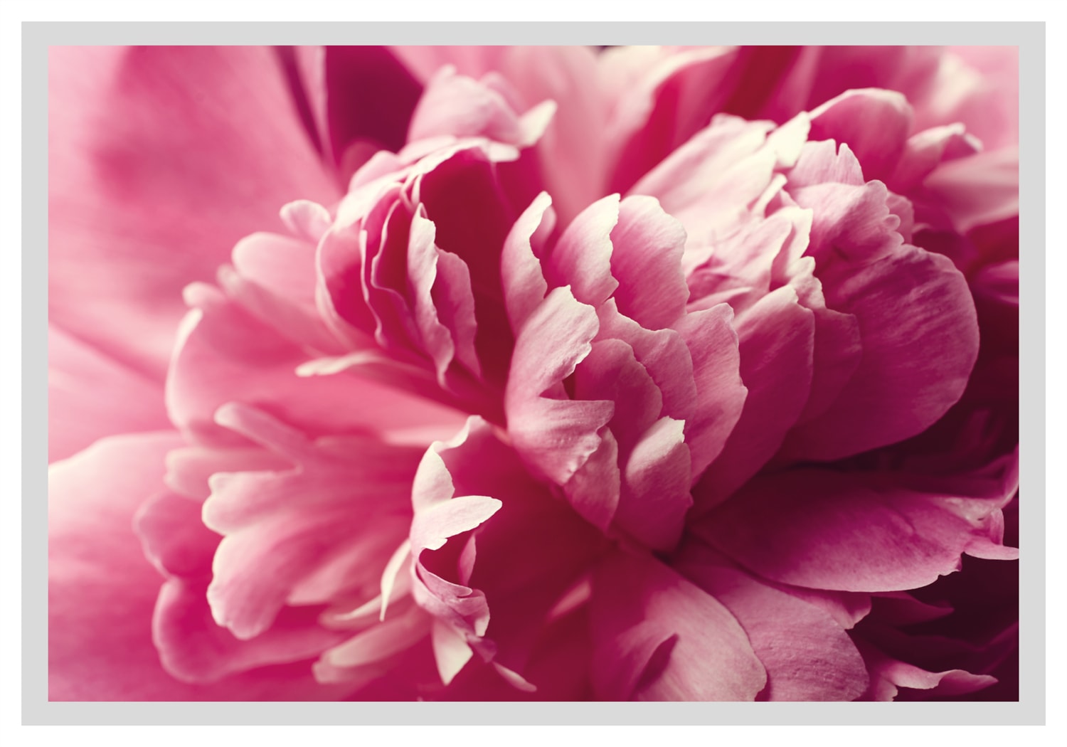 queence Bild »Andreas« Blumen | Blumenbilder | Foto | Kunst | Pflanzenbilder