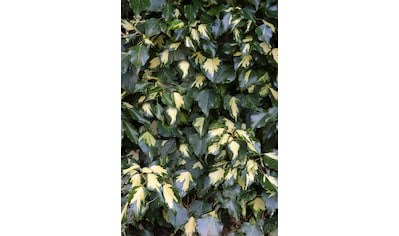 BCM Kletterpflanze »Efeu 'Goldheart'«, (1 St.), Höhe: 40-60 cm, 1 Pflanze kaufen