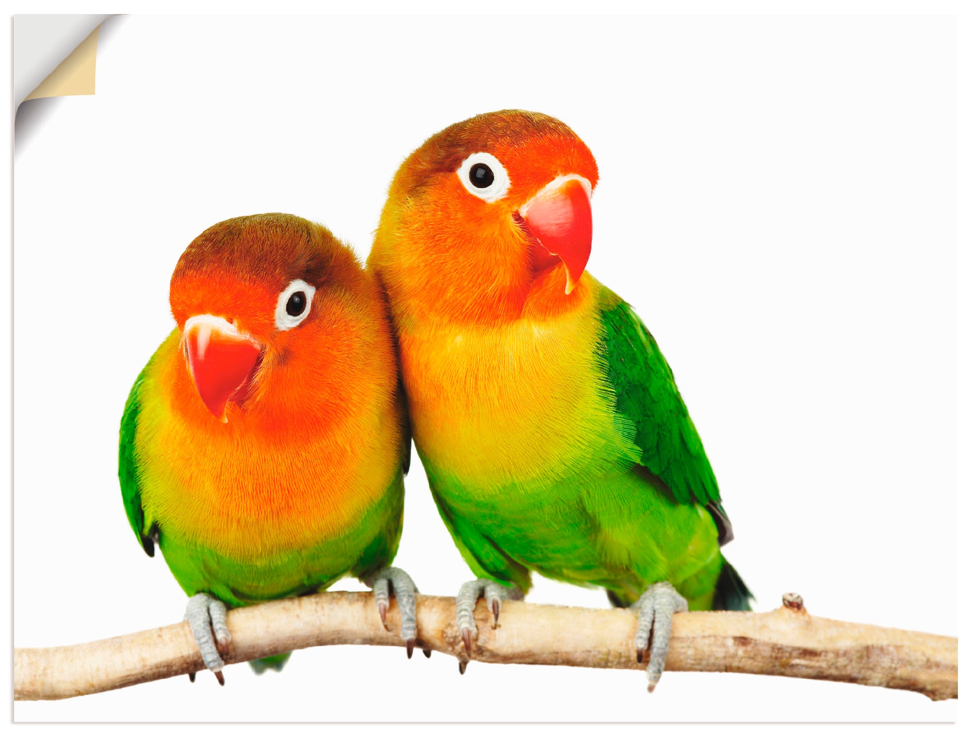 Artland Wandbild »Paar von Grauköpfchen - Papageien«, Vögel, (1 St.), als Leinwandbild, Poster, Wandaufkleber in verschied. Größen