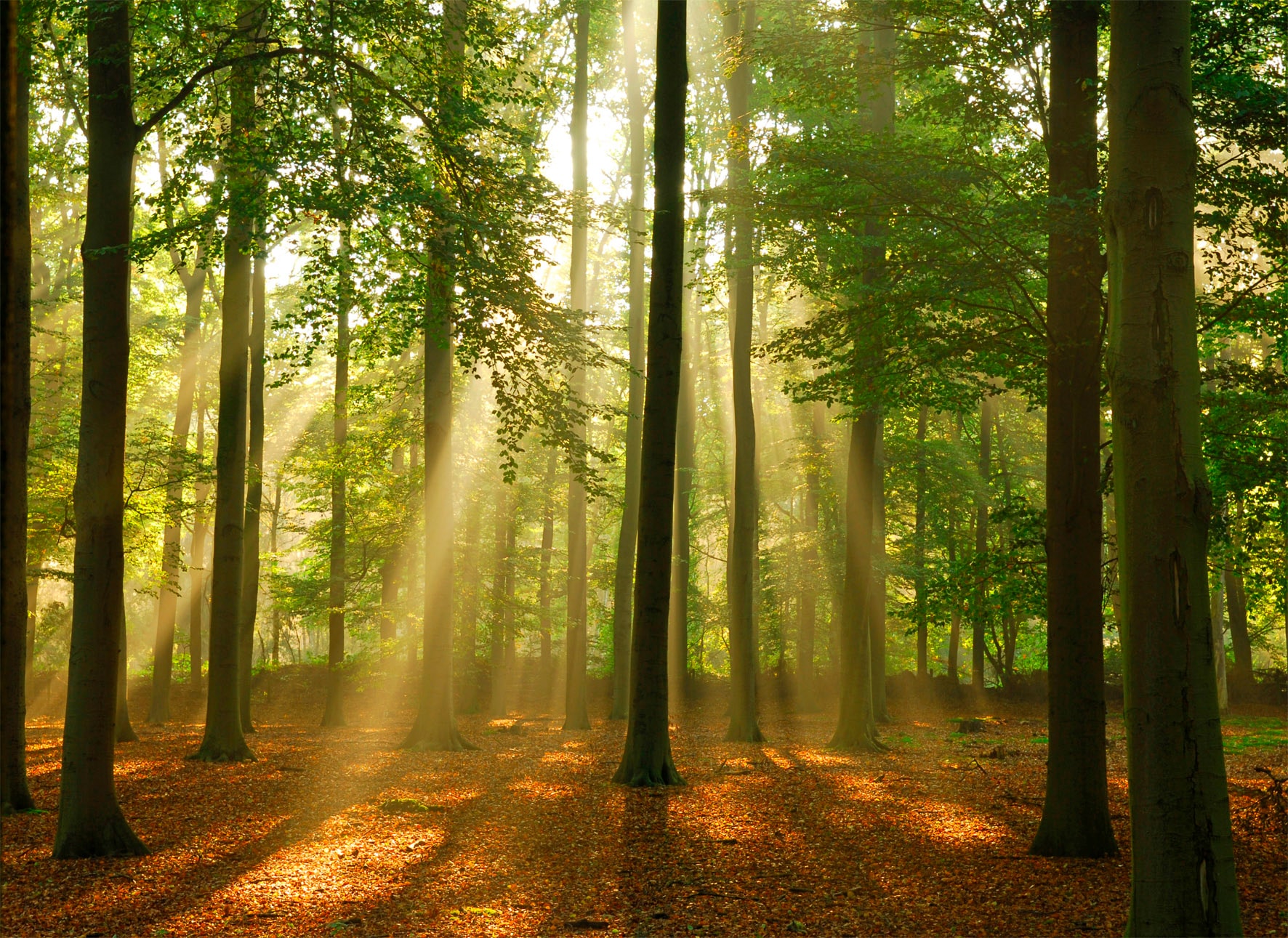 Papermoon Fototapete »Forest in the Morning« günstig online kaufen