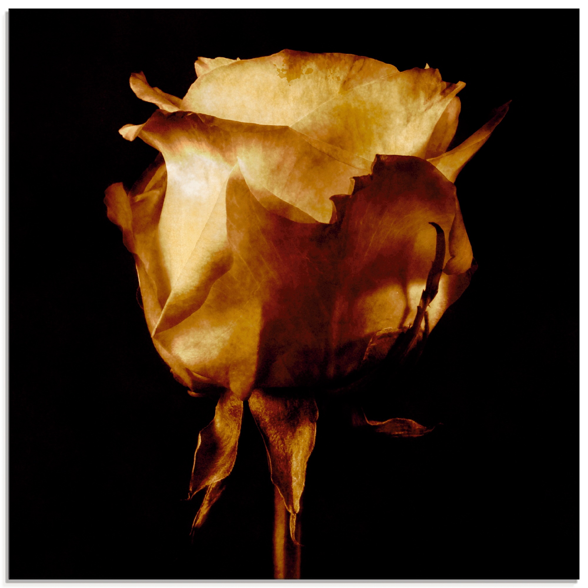 Artland Glasbild »Vergoldete Rose« 1 Stk. tlg. in verschiedenen Größen günstig online kaufen