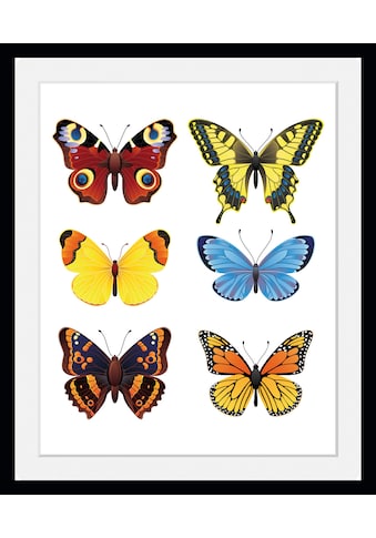 queence Bild »Irina«, Schmetterlinge, (1 St.) kaufen
