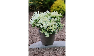 BCM Gehölze »Lavendelheide 'Prelude'«, (1 St.), Höhe: 20-25 cm, 1 Pflanze kaufen