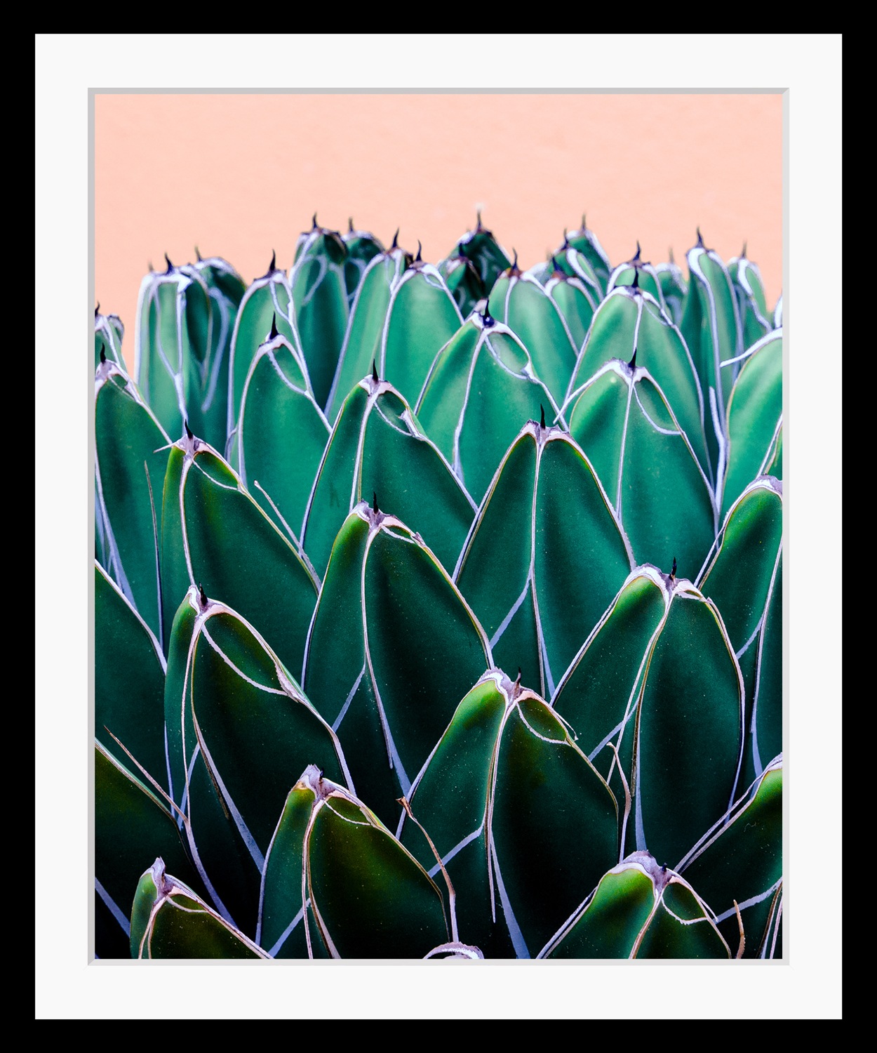 queence Bild »Ruby«, Blätter-Pflanzen-Pflanzenbilder-Kunst, HD Premium Post günstig online kaufen