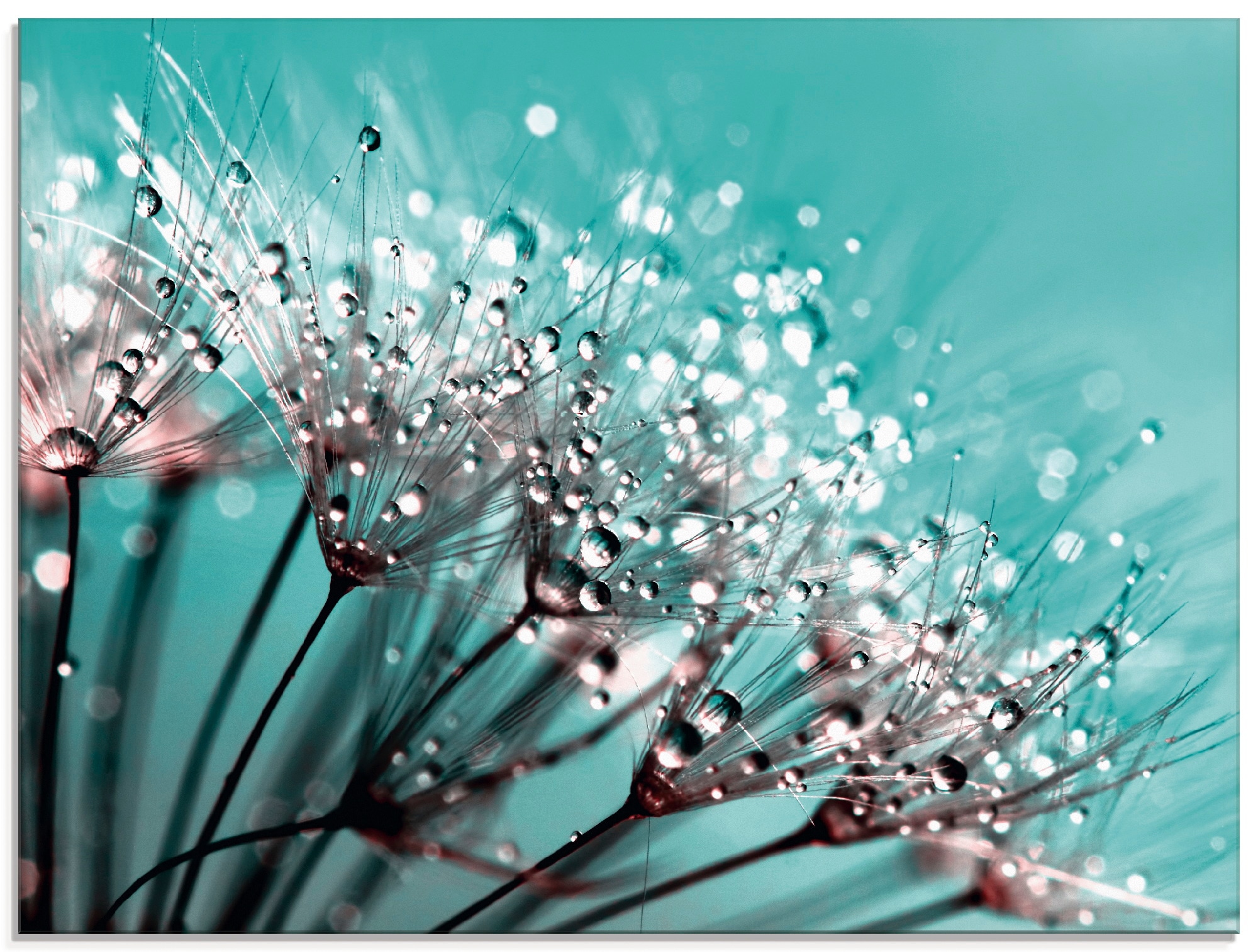 Artland Glasbild »Glitzernde Pusteblume I« 1 Stk. tlg. in verschiedenen Grö günstig online kaufen