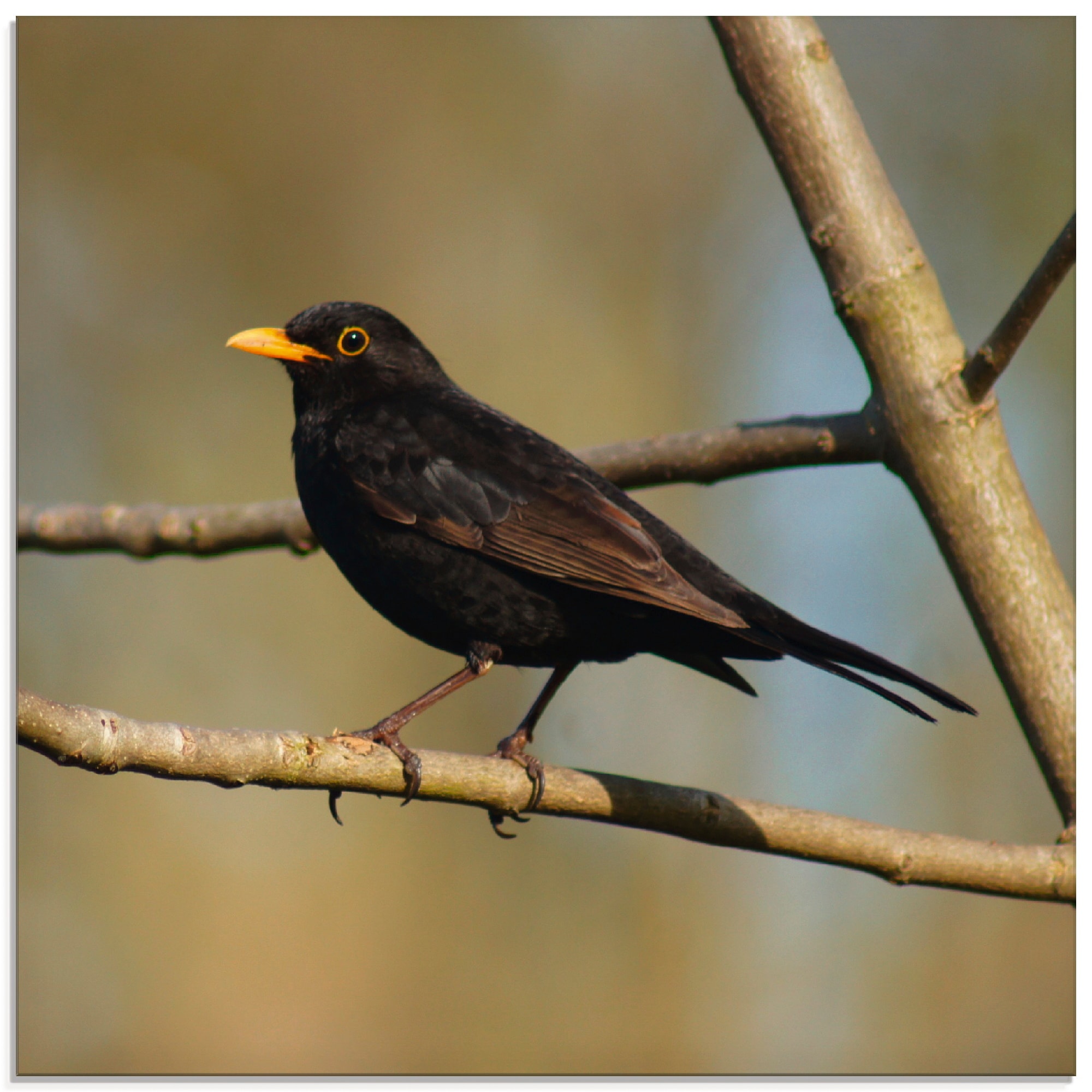 Artland Glasbild »Amsel«, Vögel, (1 St.), in verschiedenen Größen günstig online kaufen