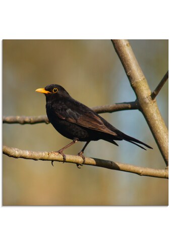 Glasbild »Amsel«, Vögel, (1 St.)