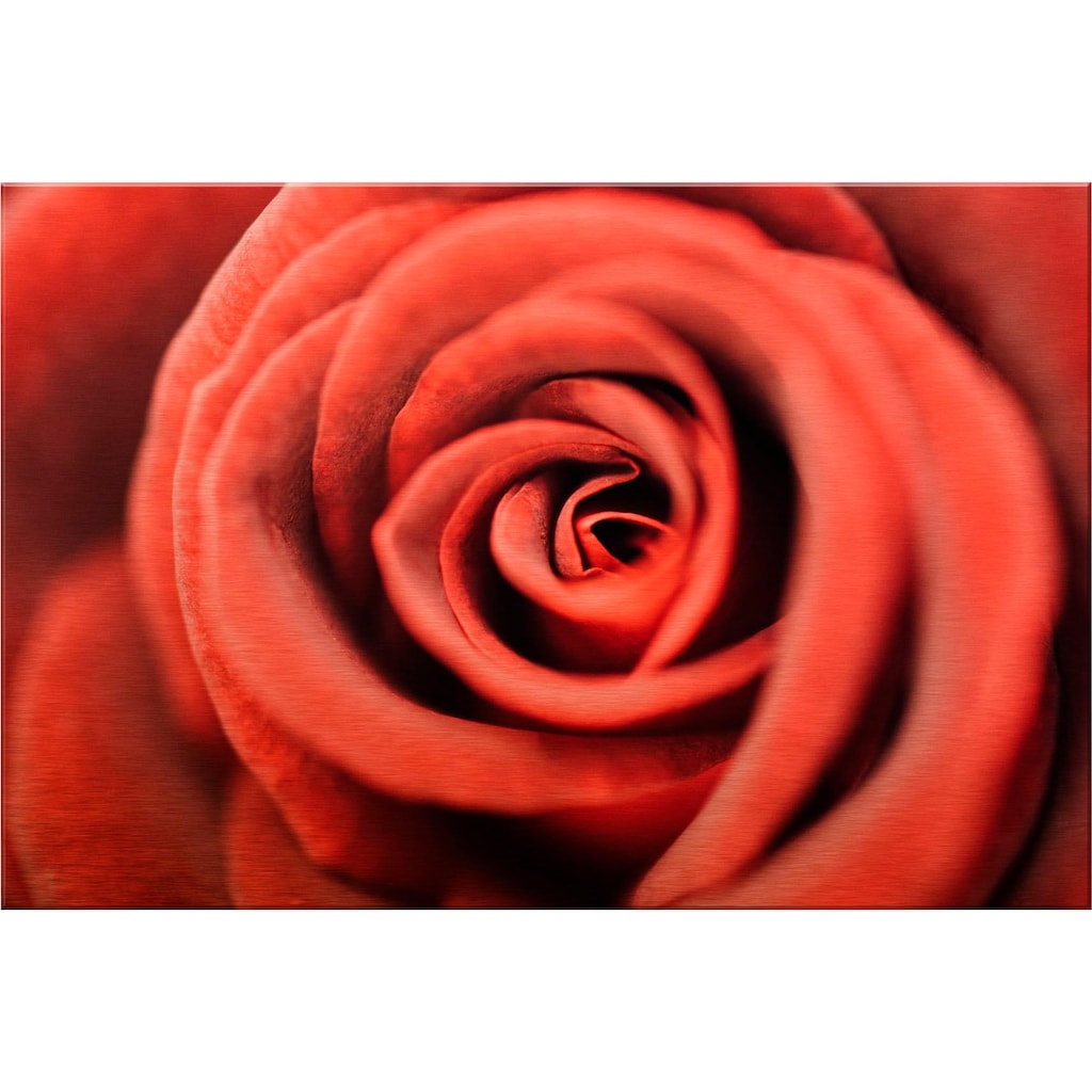 Wall-Art Metallbild »Rote Rose«