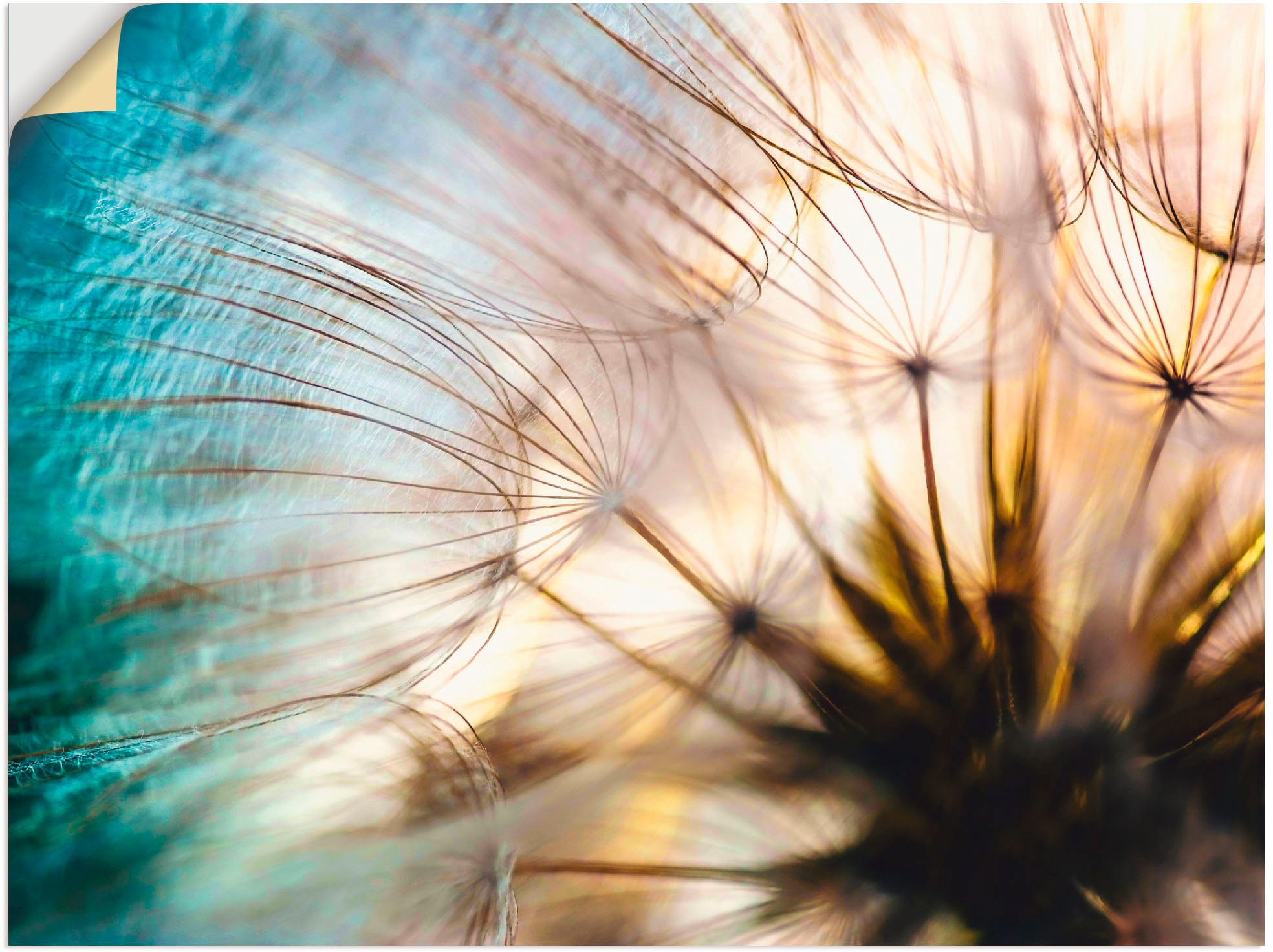 Artland Wandbild »Pusteblume Makro abstrakt«, Blumen, (1 St.), als Alubild, günstig online kaufen