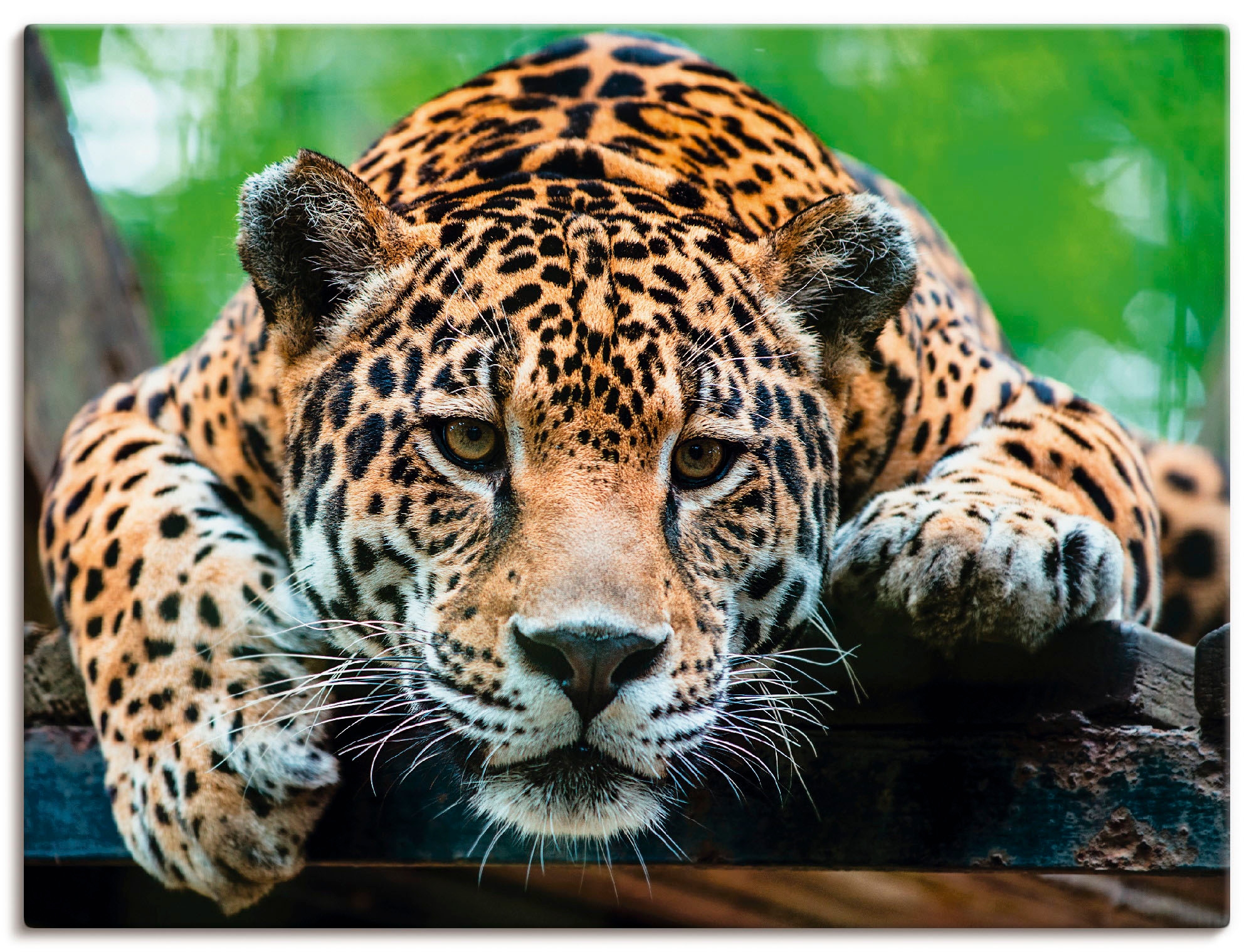 Artland Wandbild »Südamerikanischer Jaguar«, Wildtiere, (1 St.), als Alubil günstig online kaufen