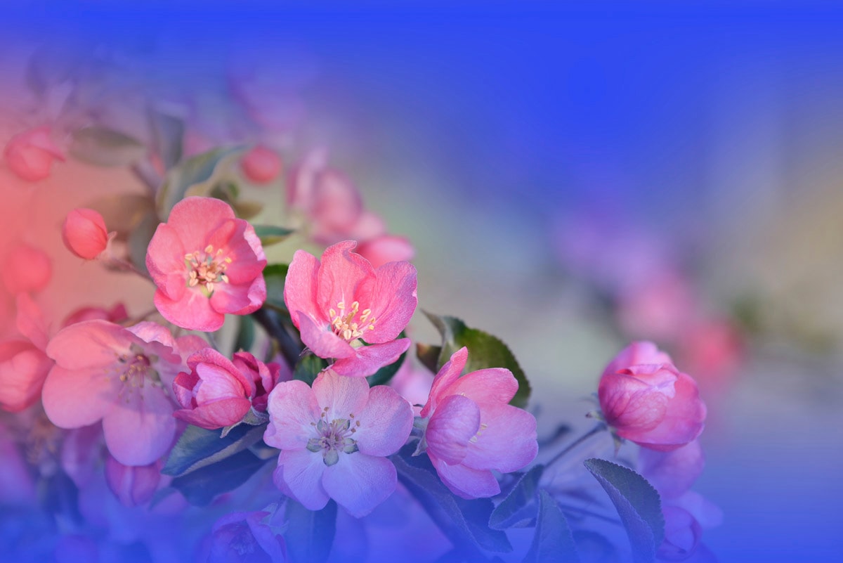 Papermoon Fototapete »Zen Wassertropfen mit Blume Makro« günstig online kaufen