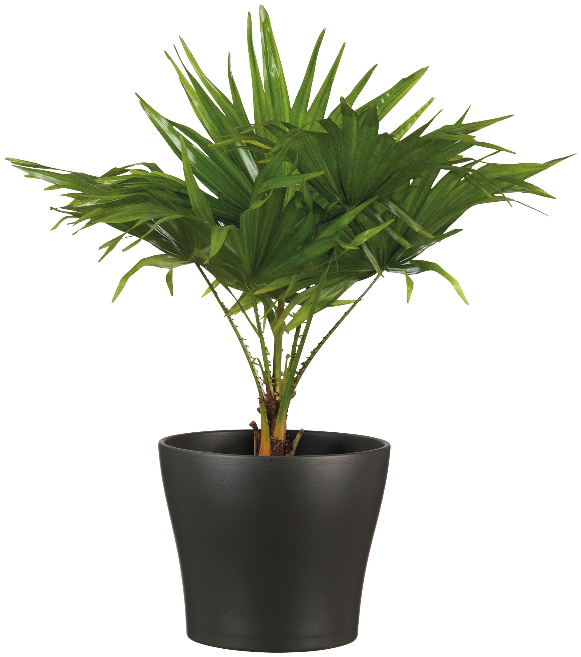 Scheurich Blumentopf »27/808«