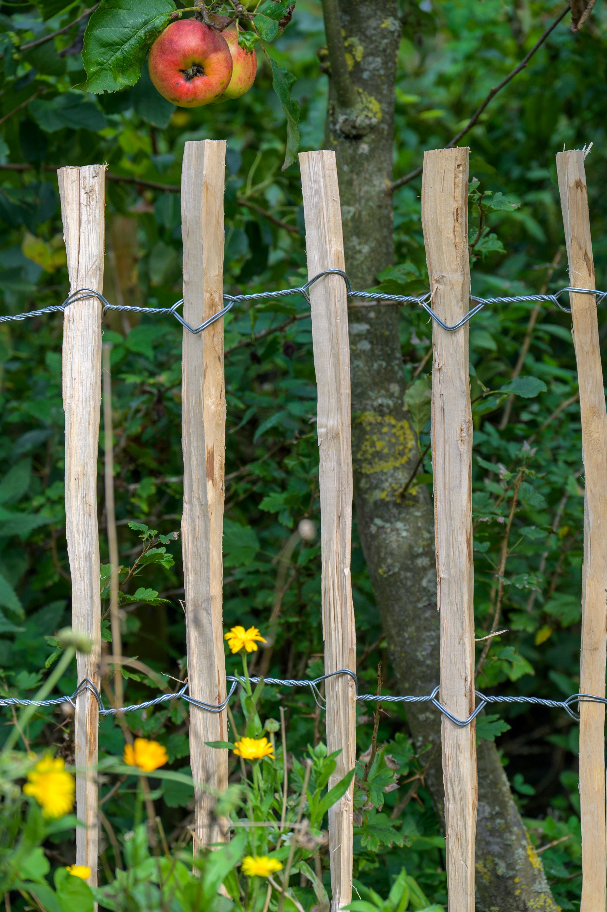 dobar Staketenzaun »aus robustem, geschältem Haselnussholz, HxL: 90x500cm«