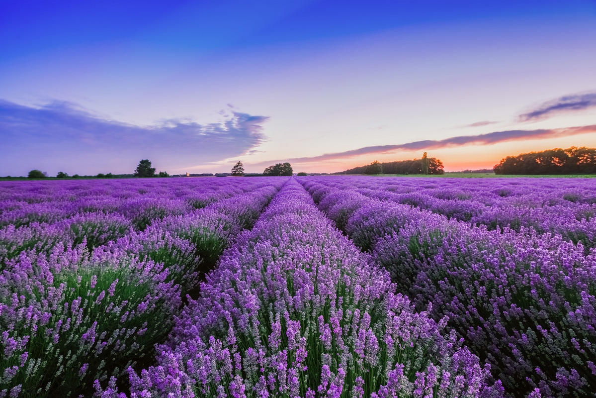 A.S. Création Vliestapete »Lavendel Sonnenuntergang Violett Blau Fototapete günstig online kaufen