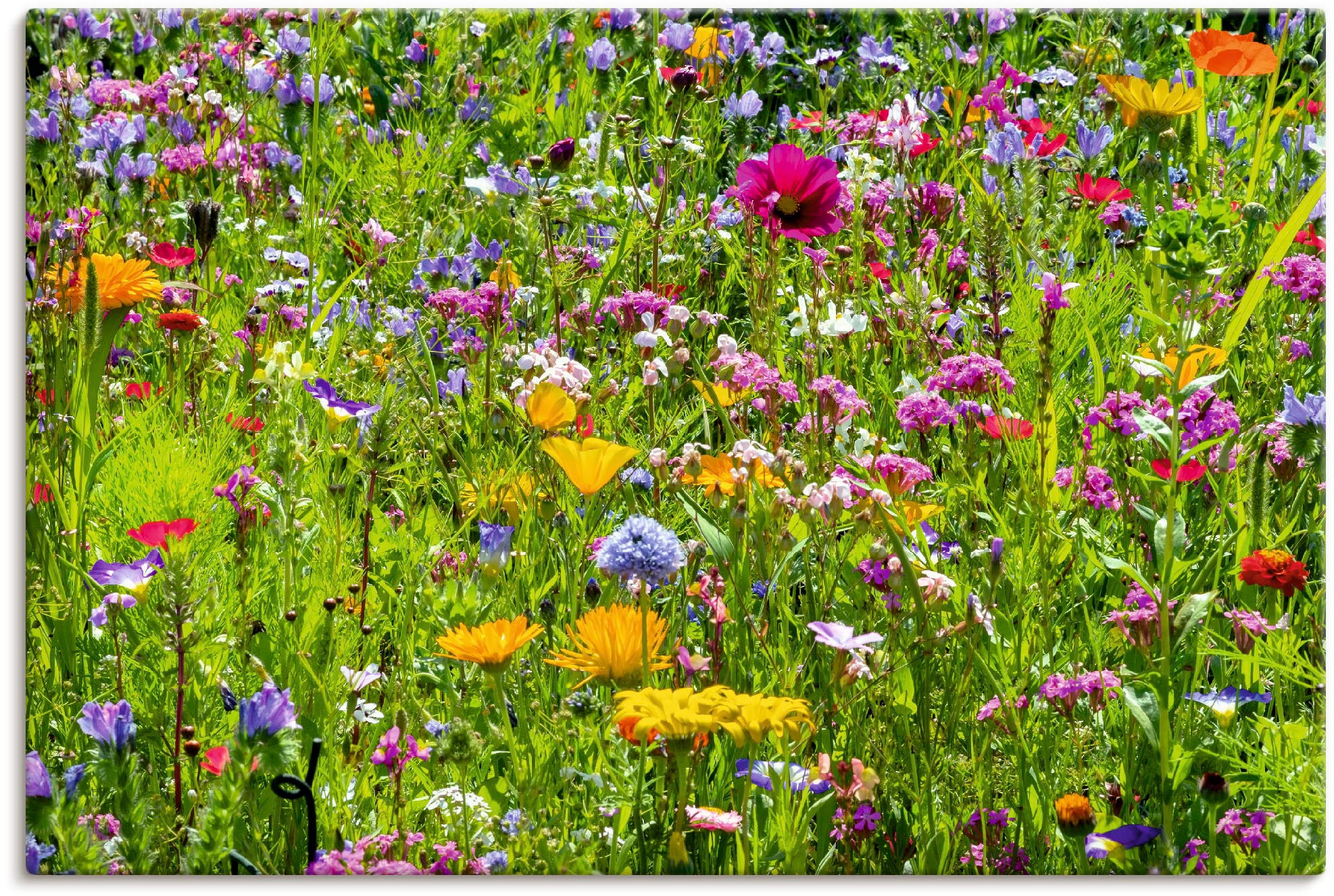 Artland Wandbild »Bunte Blumenwiese«, Blumenwiese, (1 St.), als Alubild, Ou günstig online kaufen