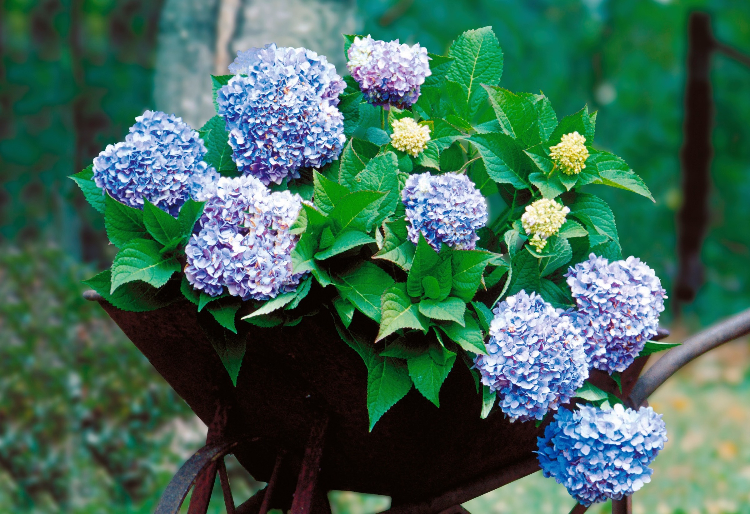 BCM Gehölze »Hortensie 'Endless Summer'® Blau«, (1 St.), Höhe: 40-50 cm, 1 Pflanze kaufen