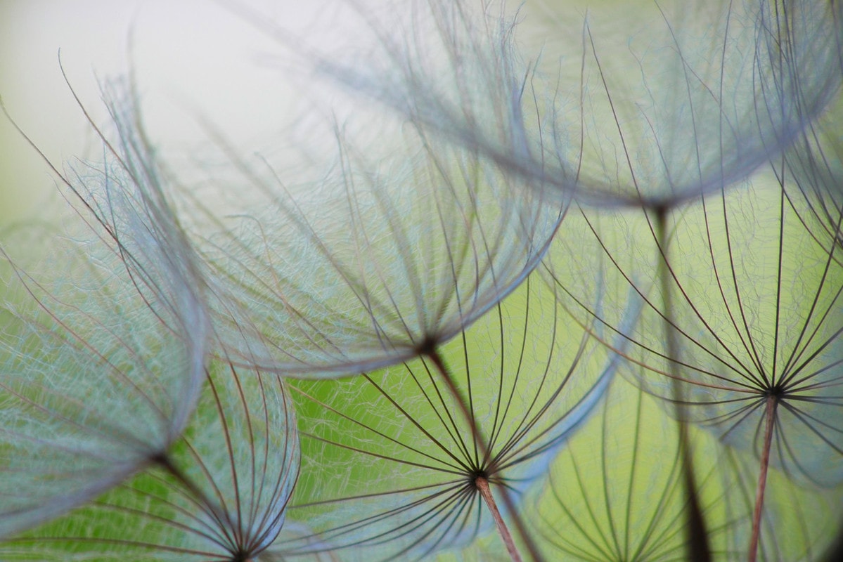 A.S. Création Vliestapete »Fototapete Pusteblume Nahaufnahme Grün Blau« mat günstig online kaufen