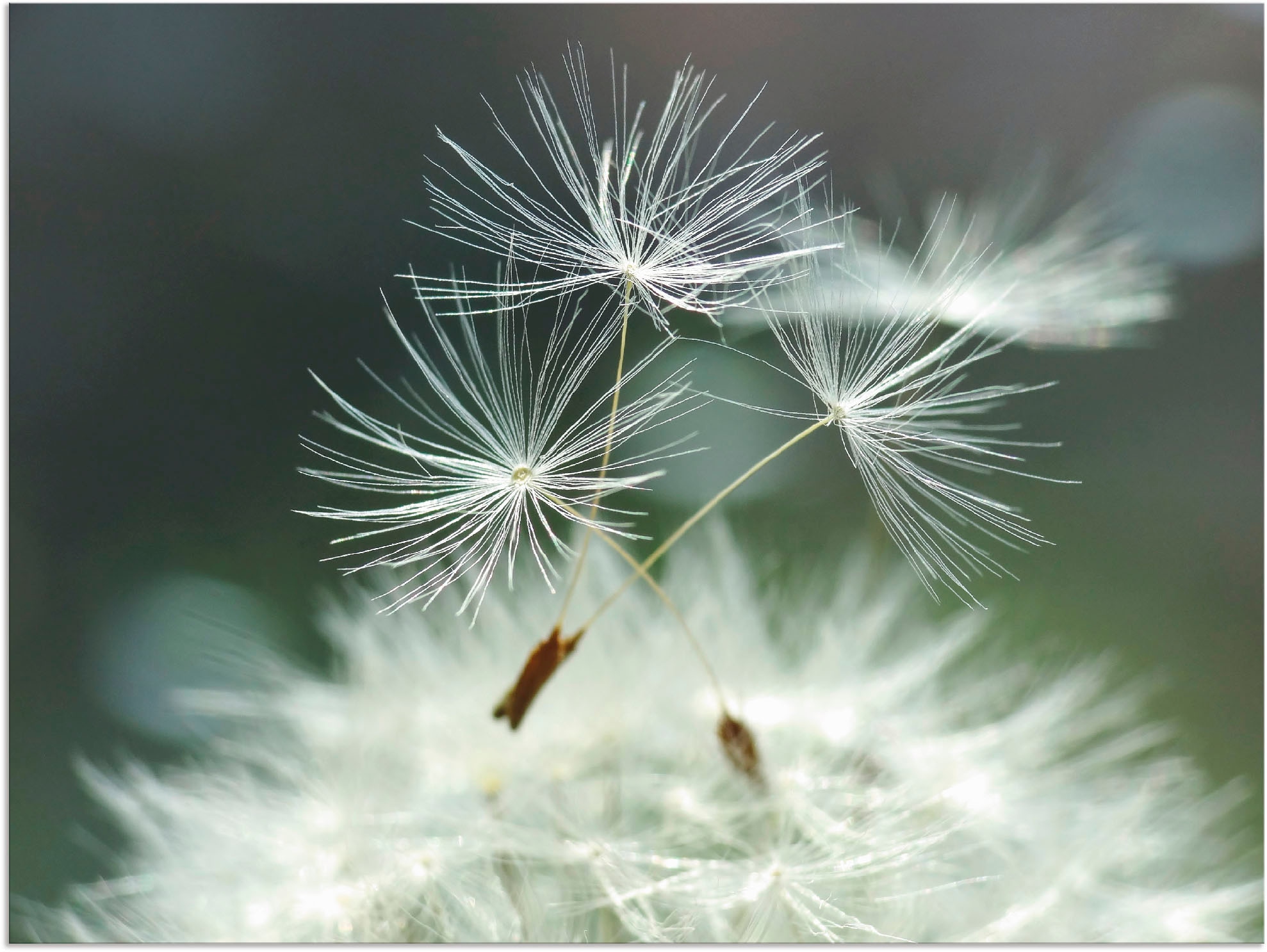 Artland Wandbild »Pusteblume Facility« Blumen 1 Stk. tlg. als Alubild, Outd günstig online kaufen