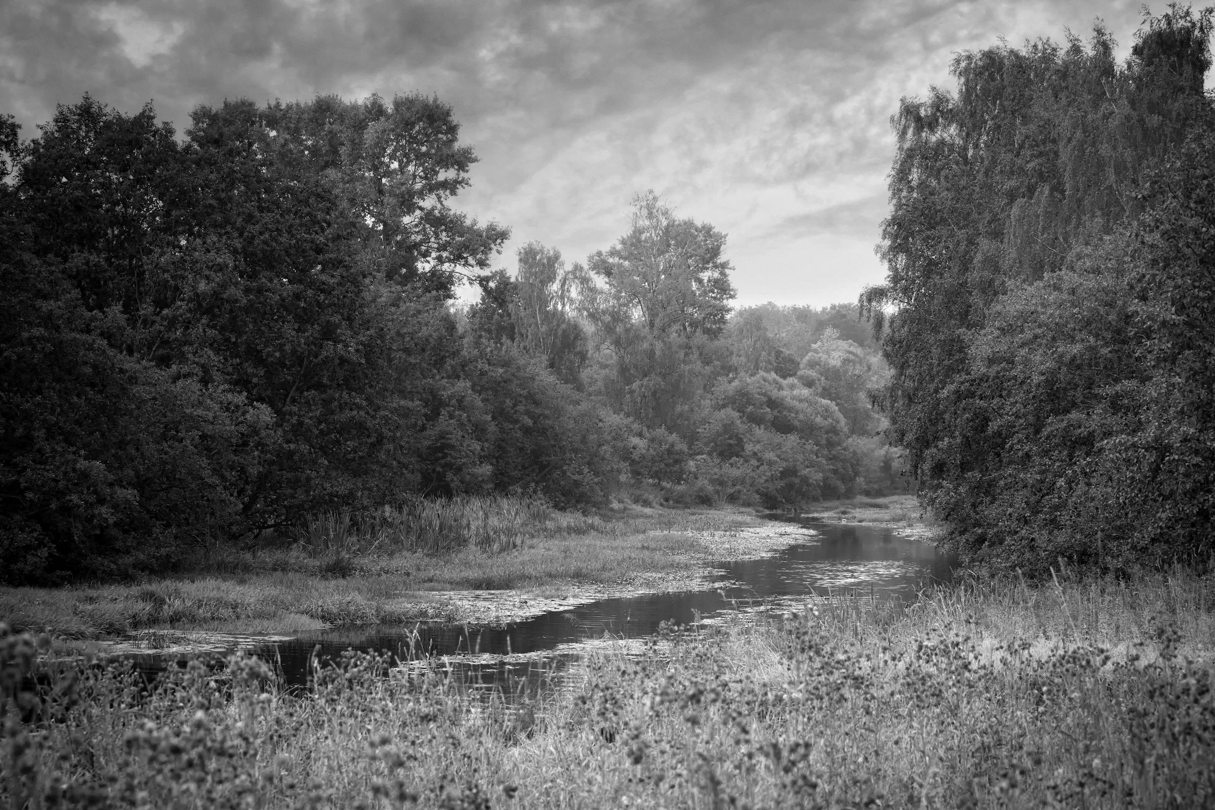 Papermoon Fototapete »Wald Schwarz & Weiß« günstig online kaufen