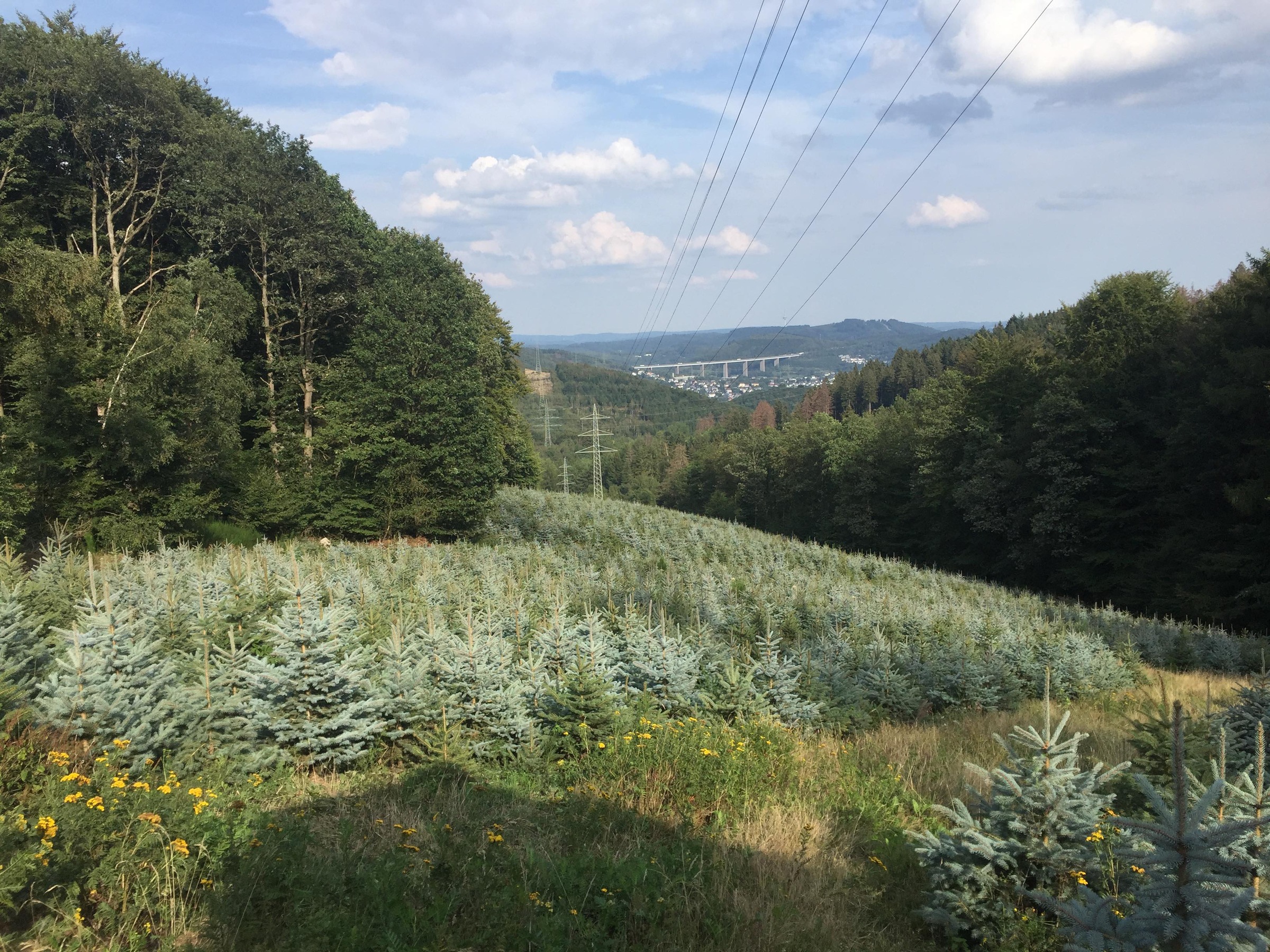 Weihnachtsbaum Guru Echter Weihnachtsbaum »Edeltanne im Topf, Weihnachtsdeko«, Edeltanne