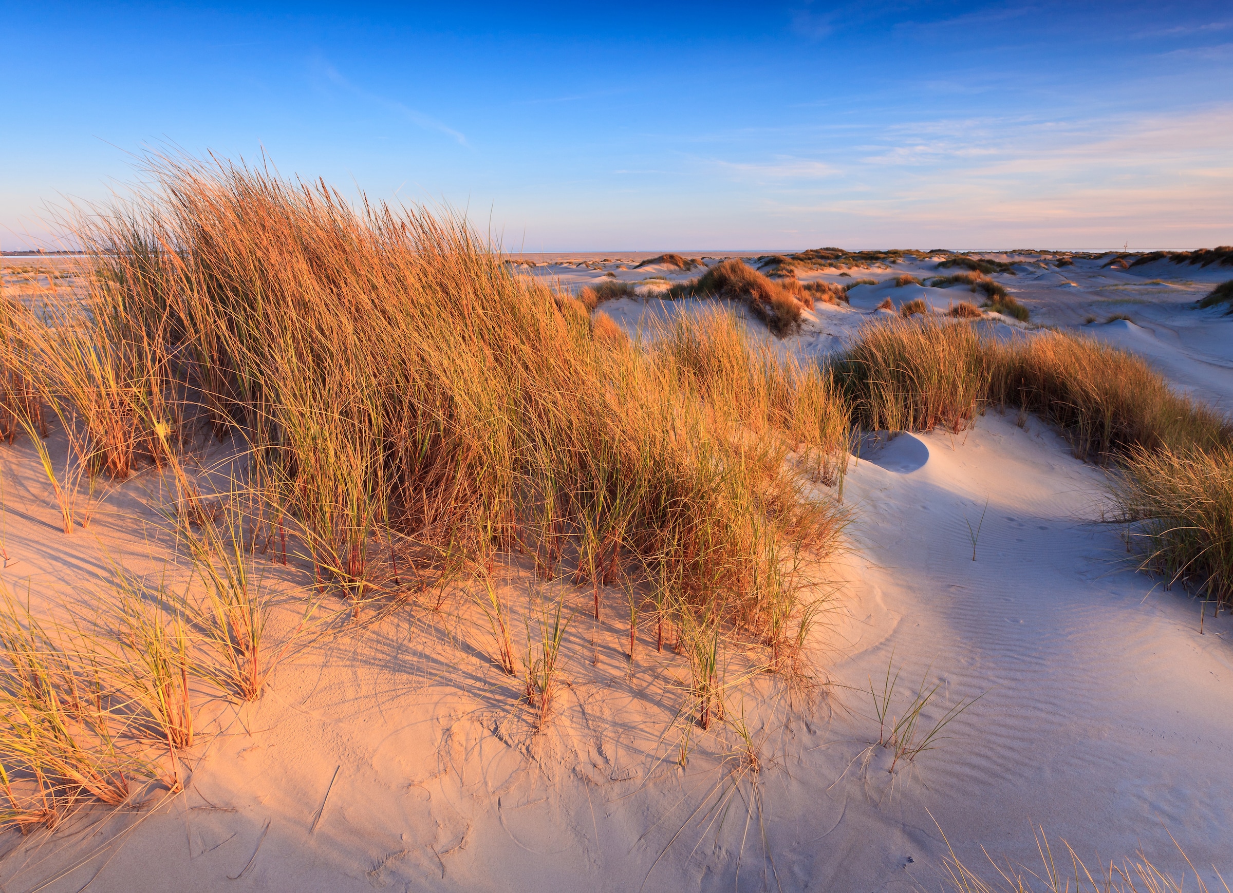 Papermoon Fototapete »Dunes Grass« glatt günstig online kaufen