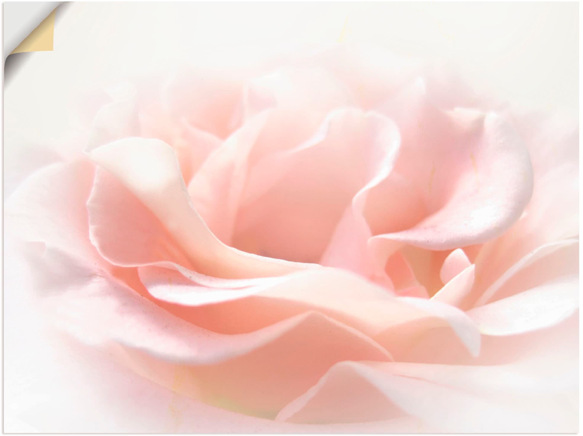 Artland Wandbild auf versch. oder St.), Blumen, Größen als in Leinwandbild, kaufen »Rose (1 Wandaufkleber Alubild, Raten Poster I«