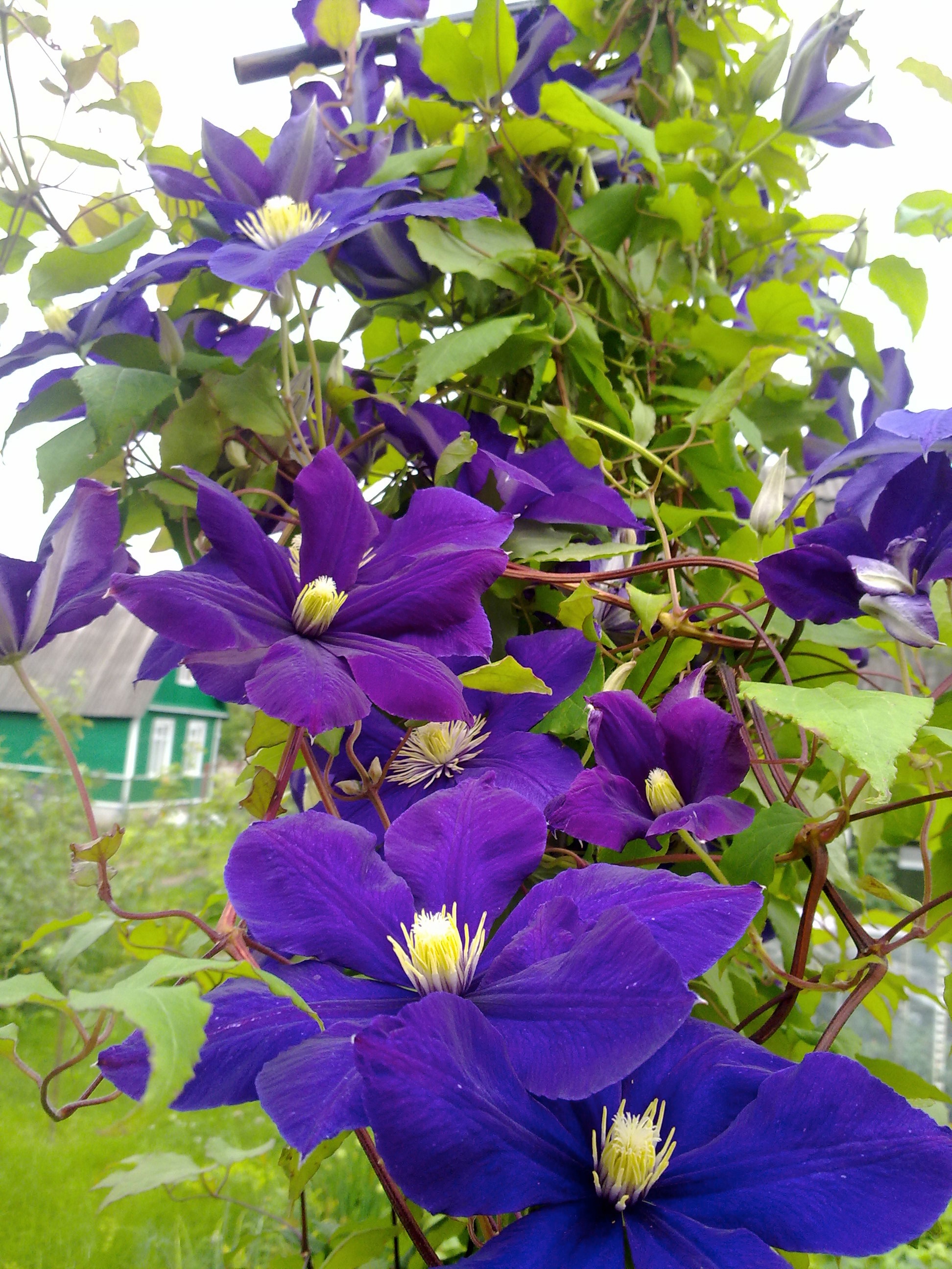 BCM Kletterpflanze »Waldrebe 'Viola'«, (1 St.), Höhe: 40-60 cm, 1 Pflanze kaufen