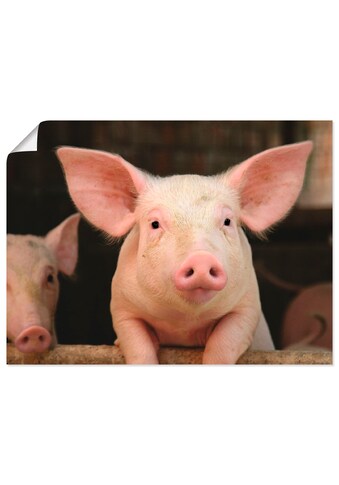 Artland Wandbild »Vorwitziges Schwein«, Haustiere, (1 St.), als Alubild, Leinwandbild,... kaufen
