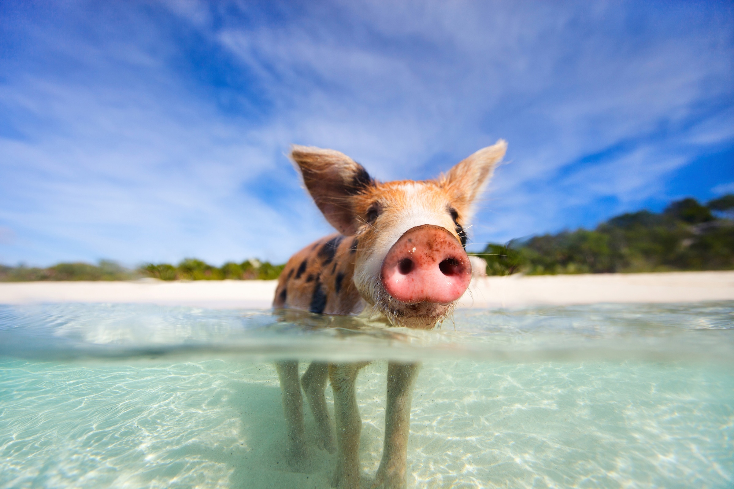 Papermoon Fototapete »FERKEL-SCHWEIN TIER SCHWIMMEN HUMOR STRAND SÜDSEE PAL günstig online kaufen