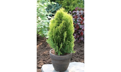 BCM Hecken »Lebensbaum Aurea Nana«, (3 St.), Höhe: 15-20 cm, 3 Pflanzen kaufen